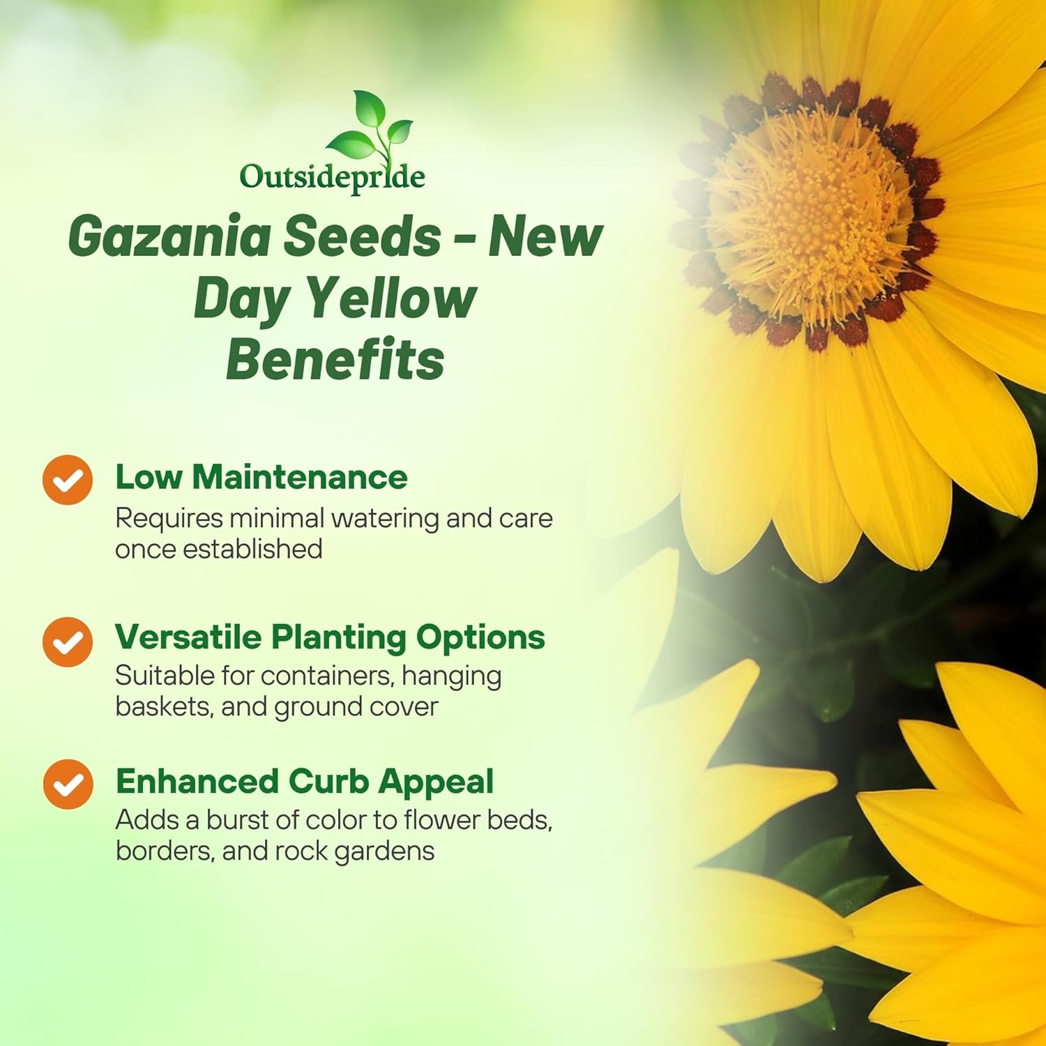 Drought Tolerant Gazania Yellow