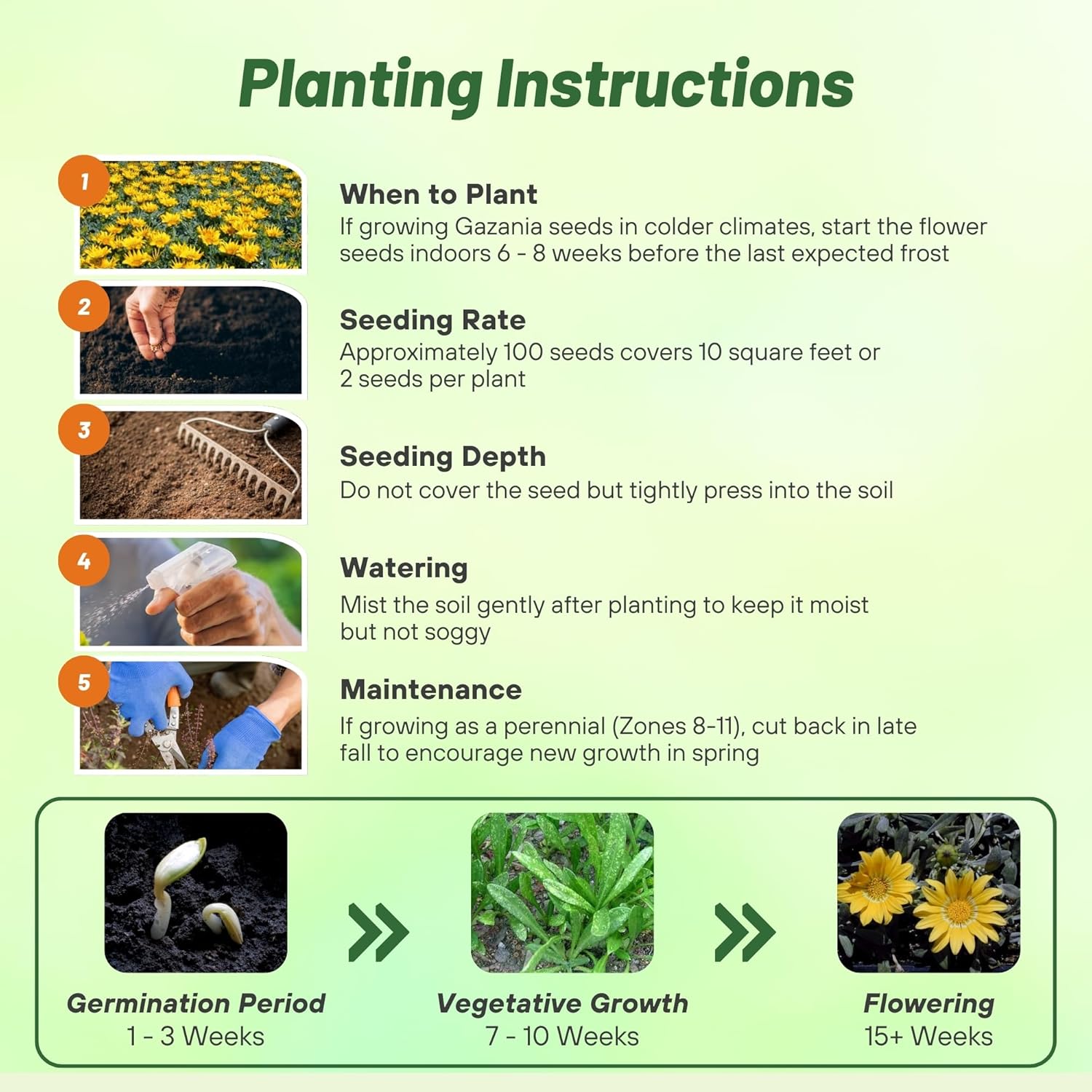 Gazania Yellow Planting Directions