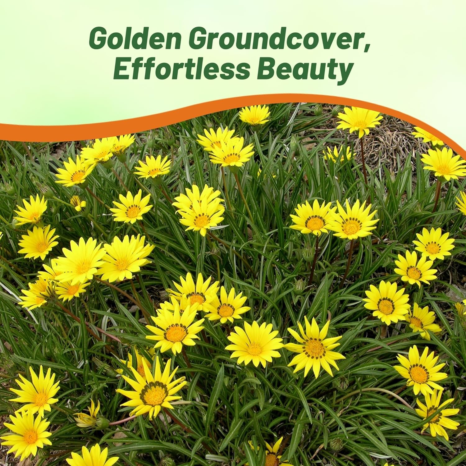 Gazania Yellow Ground Cover Plant Seed
