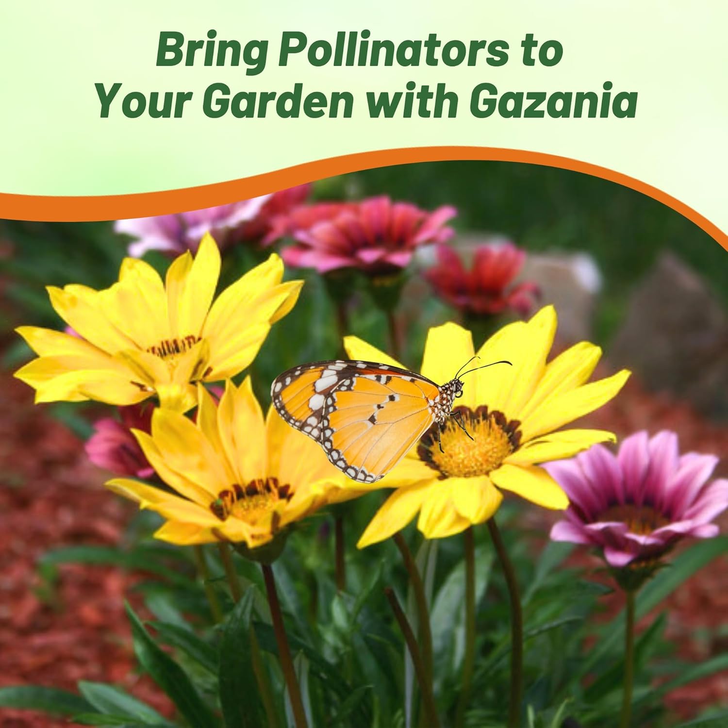 Gazania Yellow Heat Tolerant Ground Cover