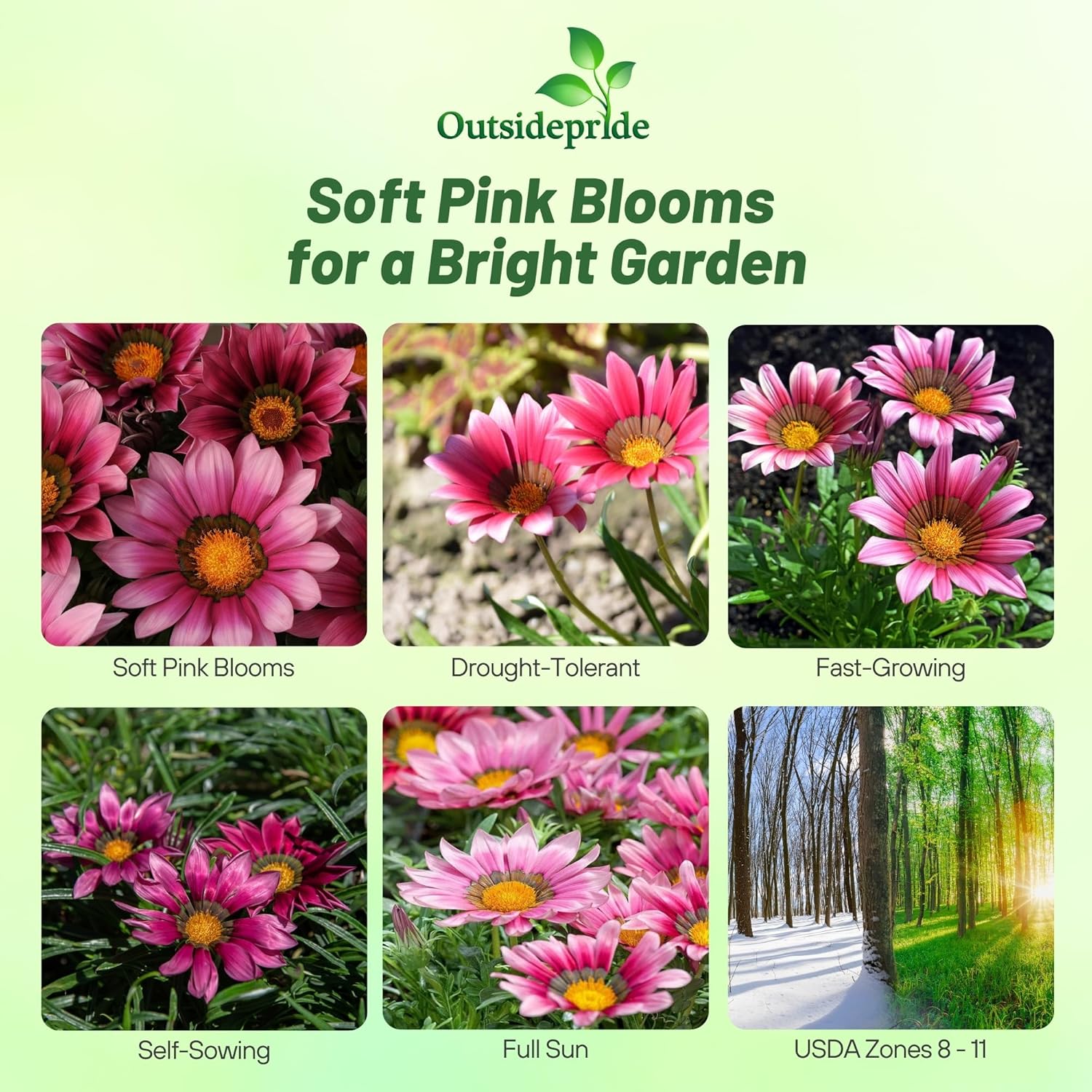 Gazania Pink Flower Seeds
