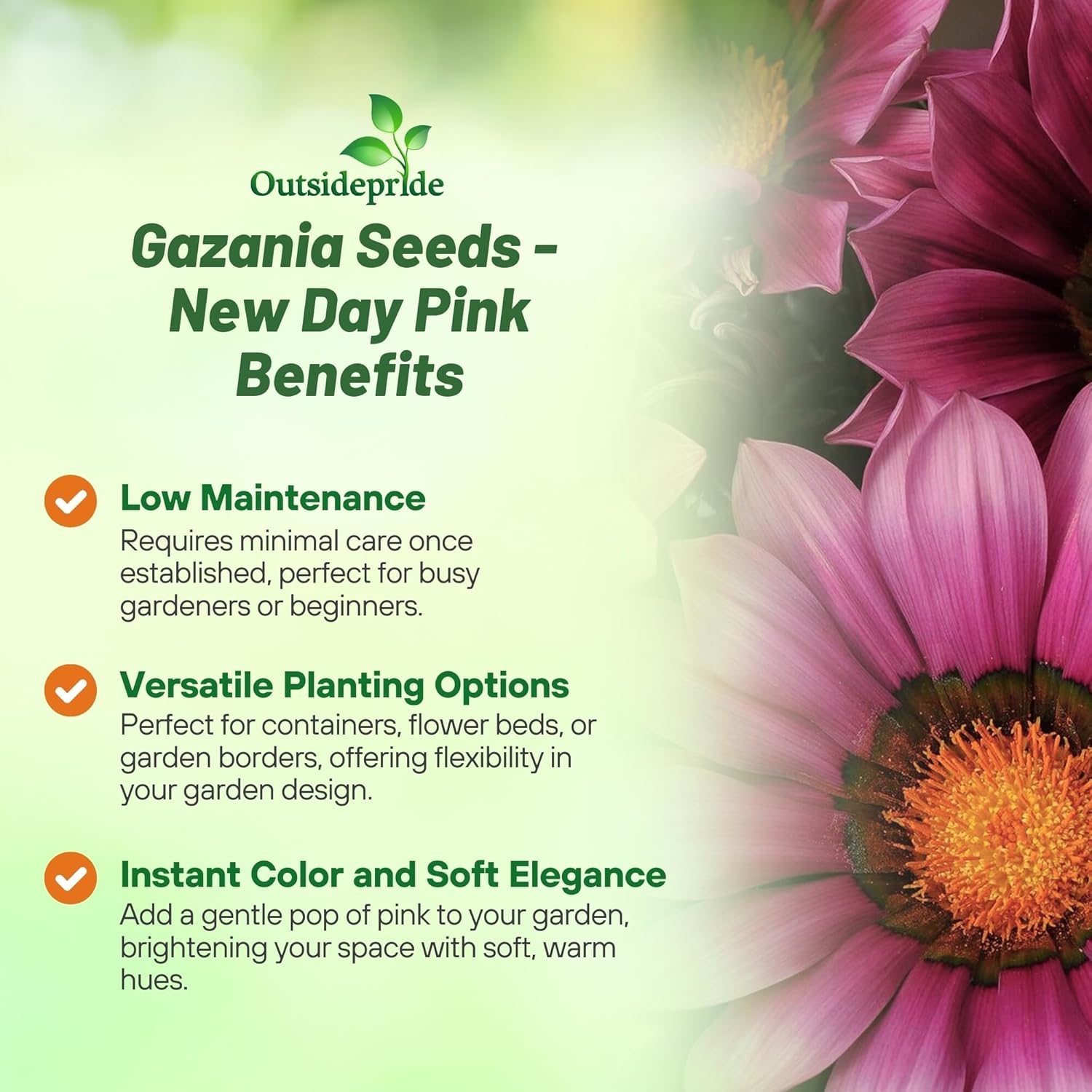 Gazania Pink Ground Cover Seeds