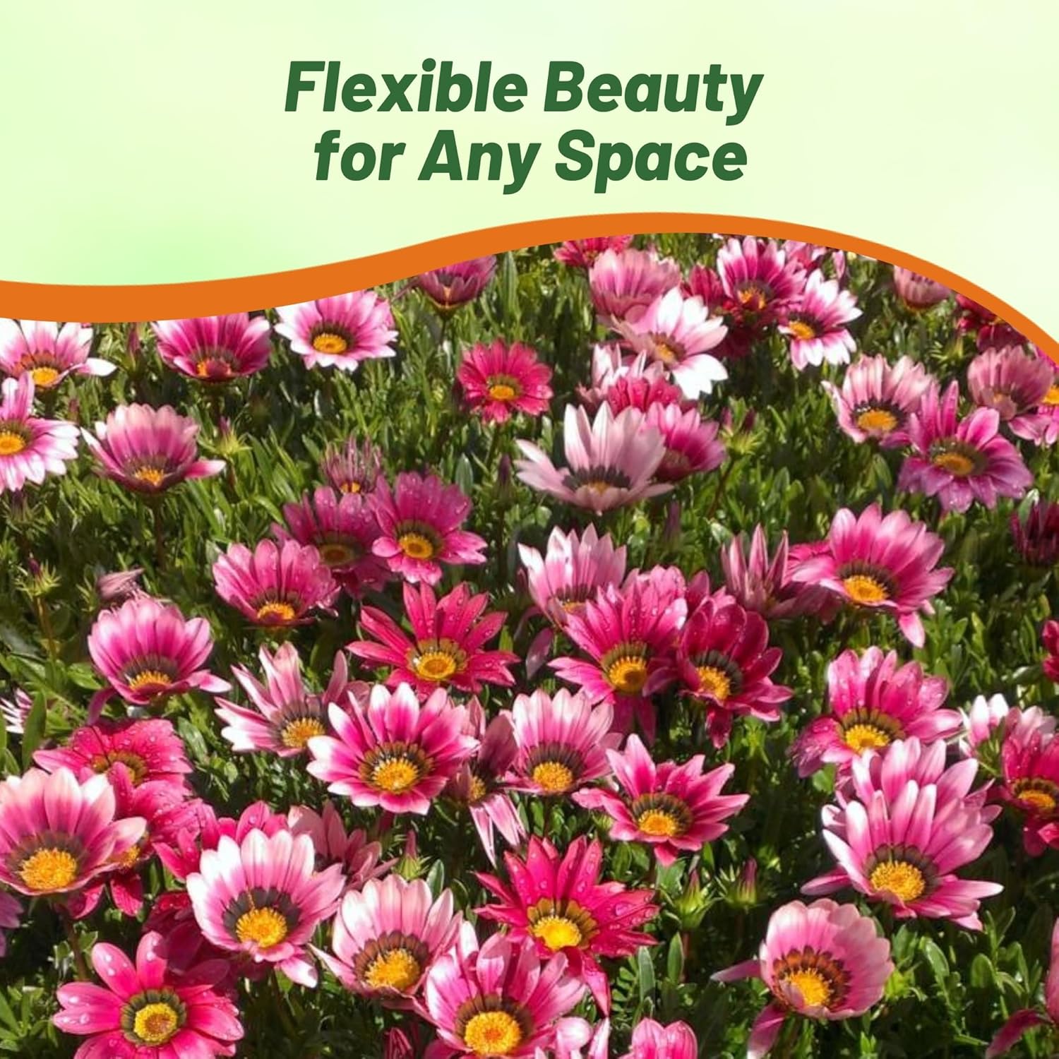 Gazania New Day Pink Plants