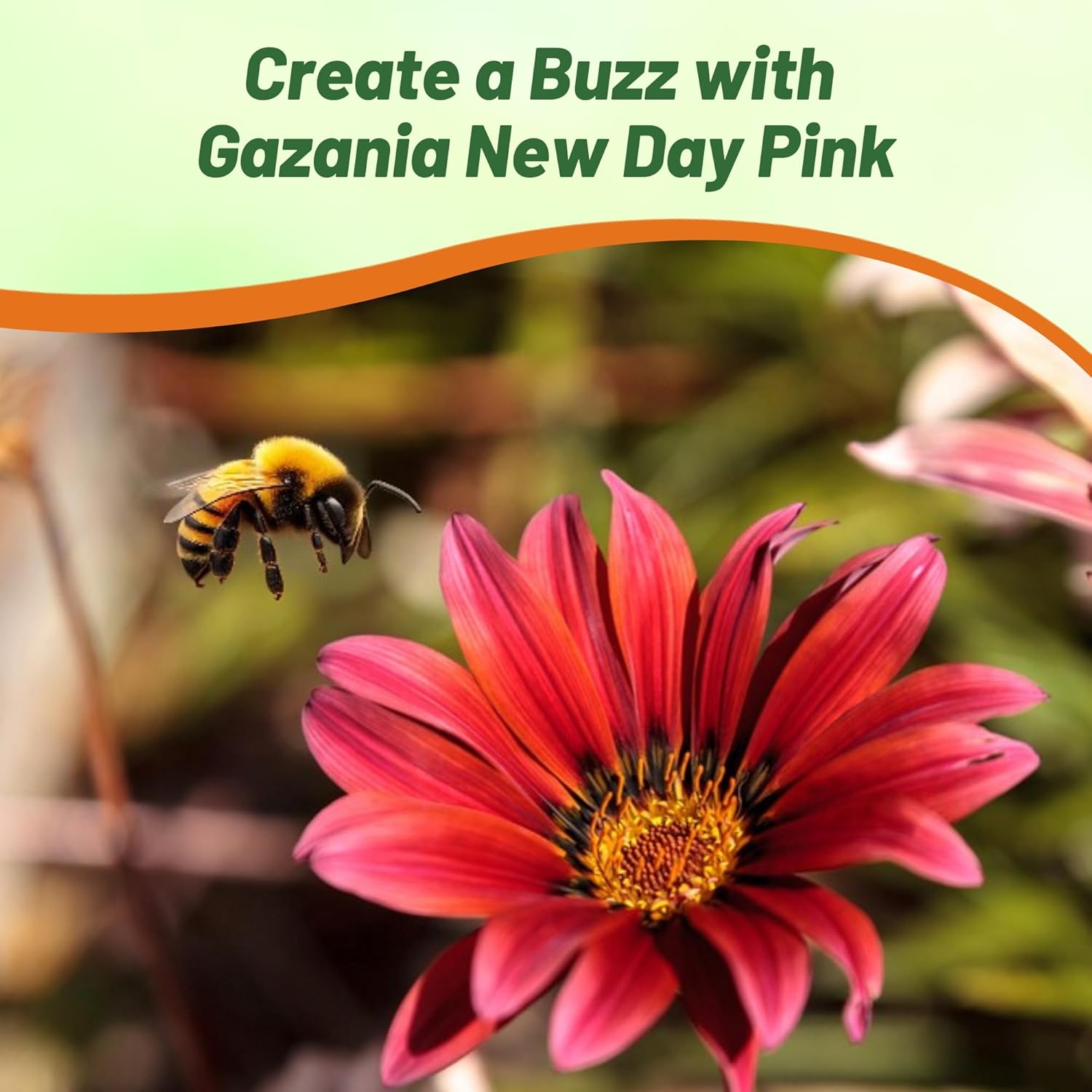 Drought Tolerant Gazania Pink Flower Garden
