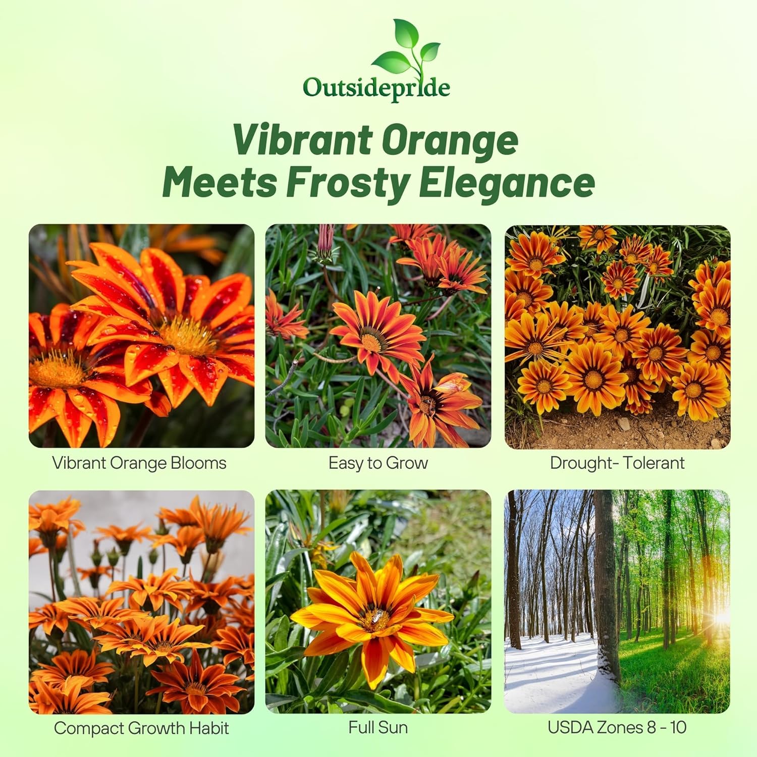 Gazania Kiss Orange Frosty Flame