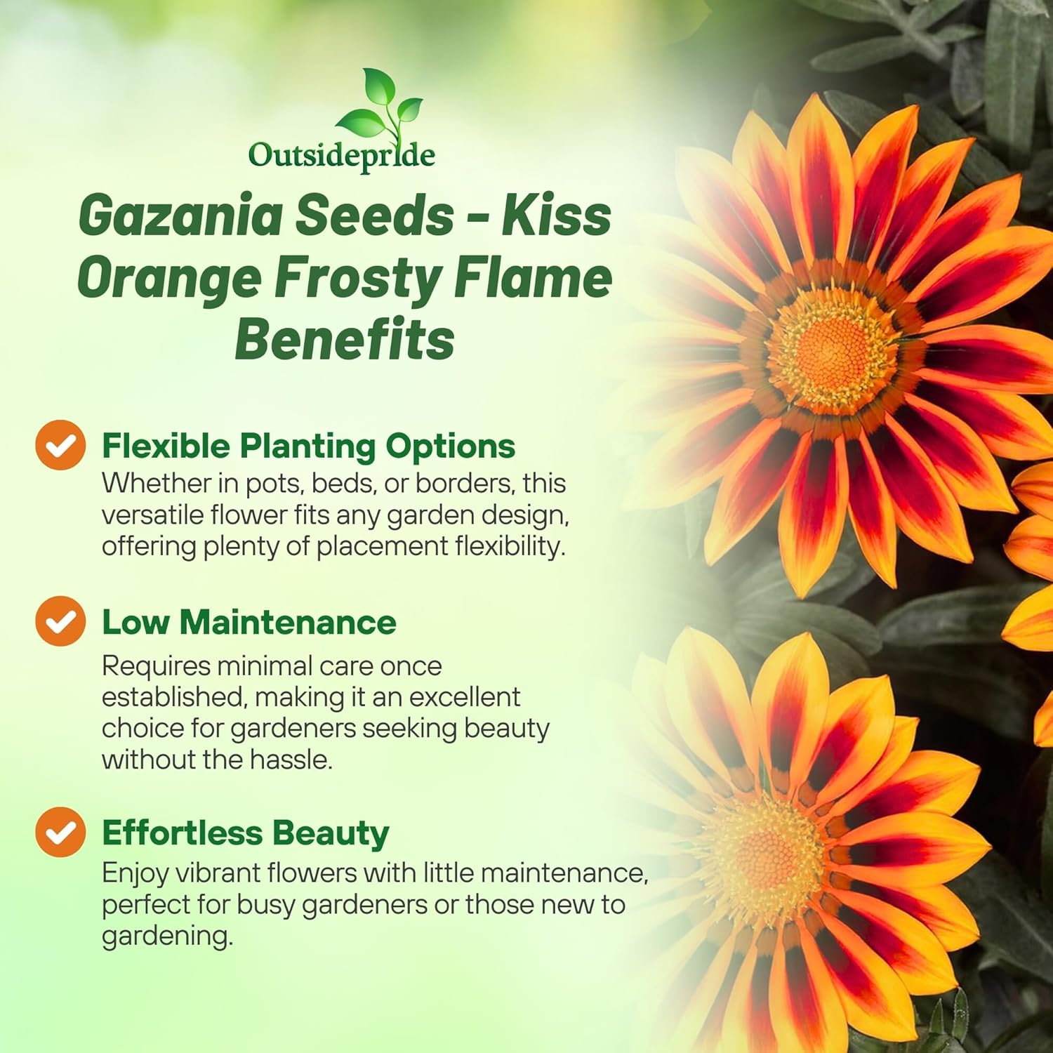 Gazania Kiss Orange Flame Ground Cover
