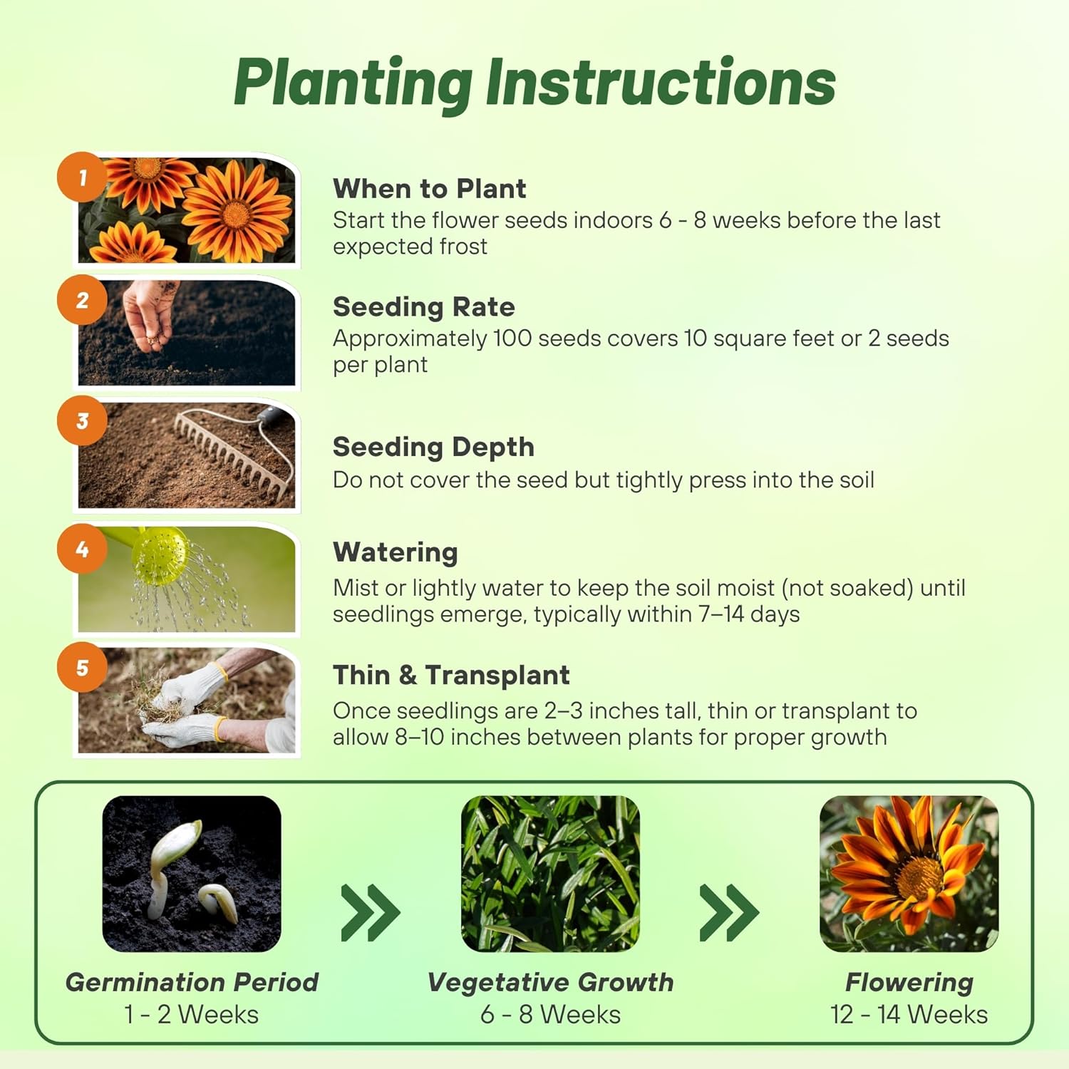 Gazania Kiss Orange Flame Planting Directions