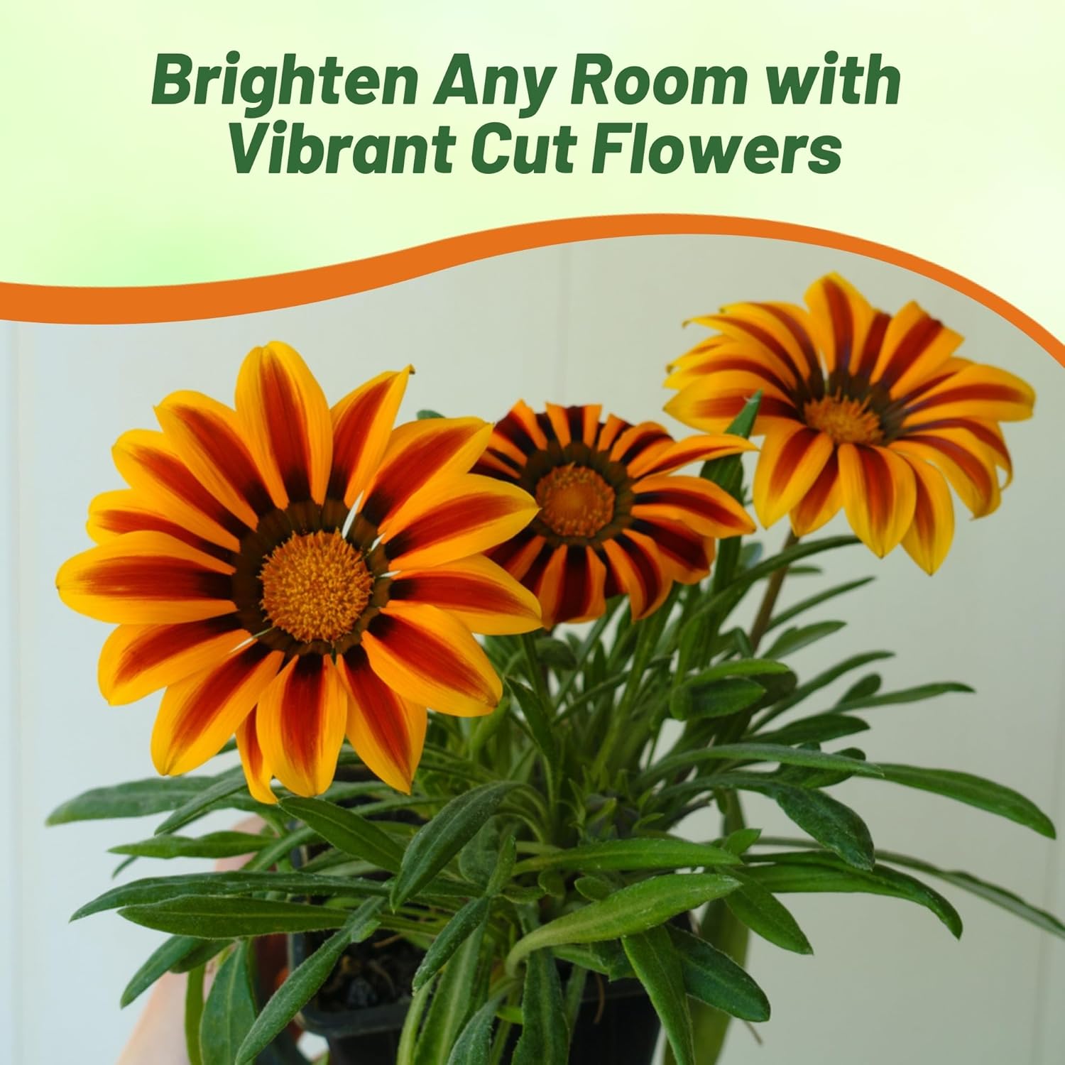 Drought Tolerant Gazania Kiss Orange Flame
