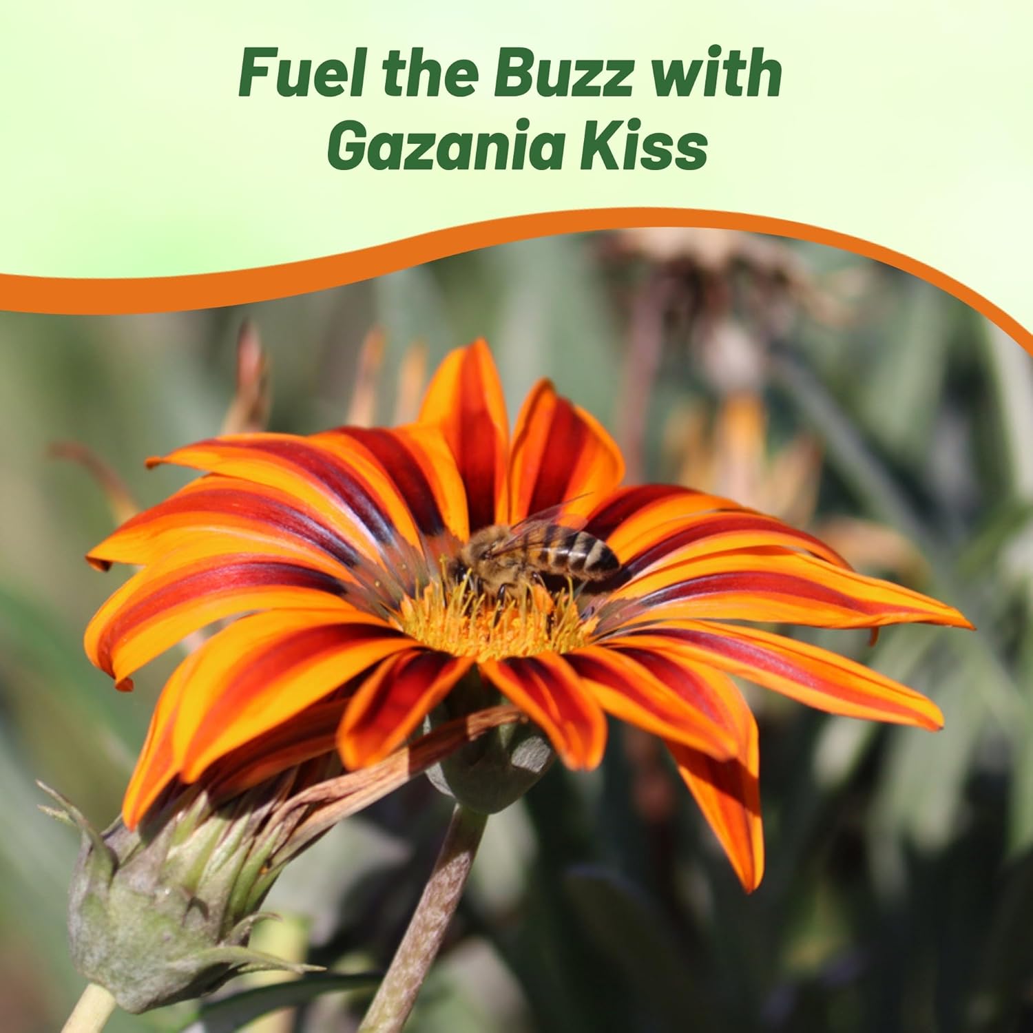 Heat Tolerant Gazania Kiss Orange Flame