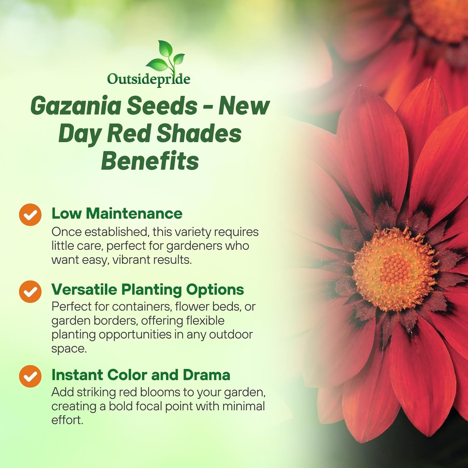 Drought Tolerant Gazania Red Shades Flowers