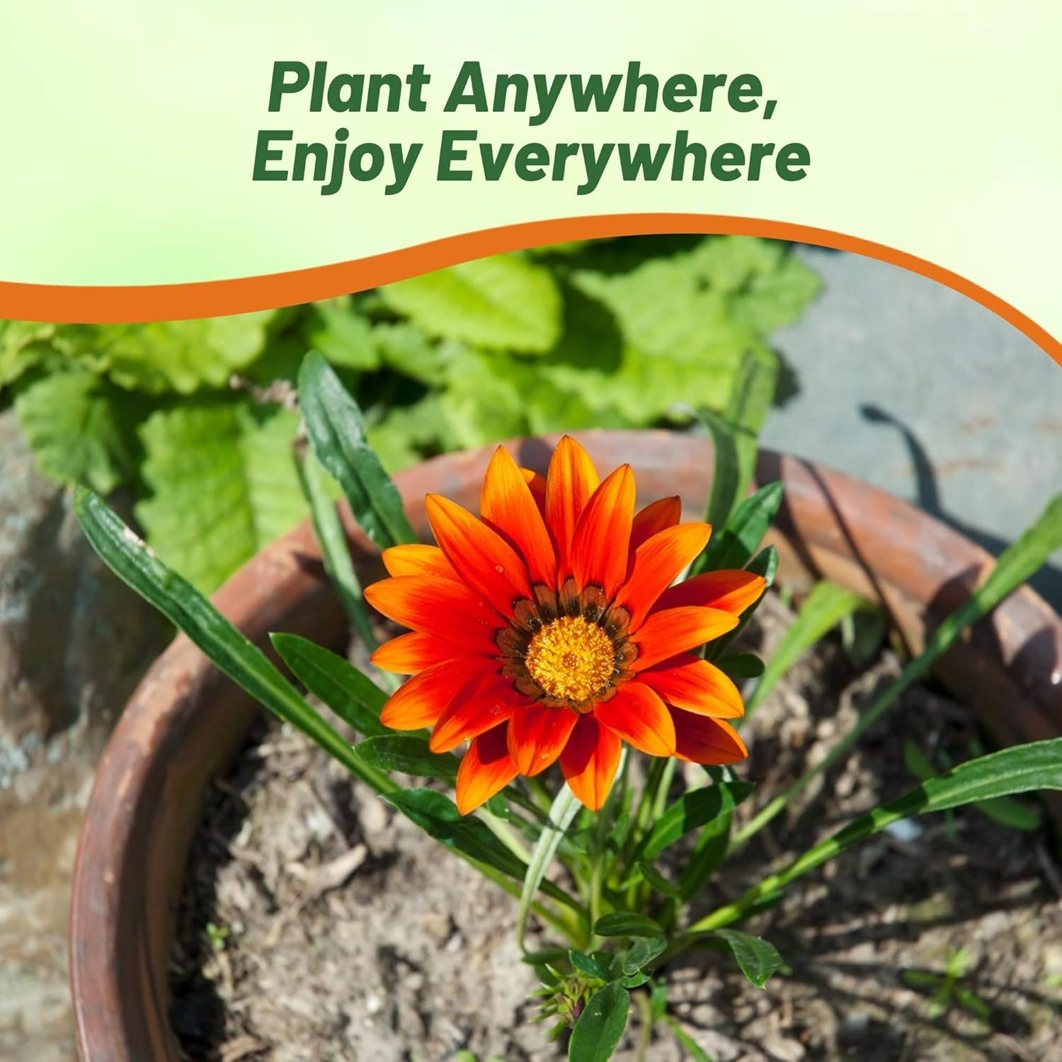 Heat Tolerant Gazania Red Shades