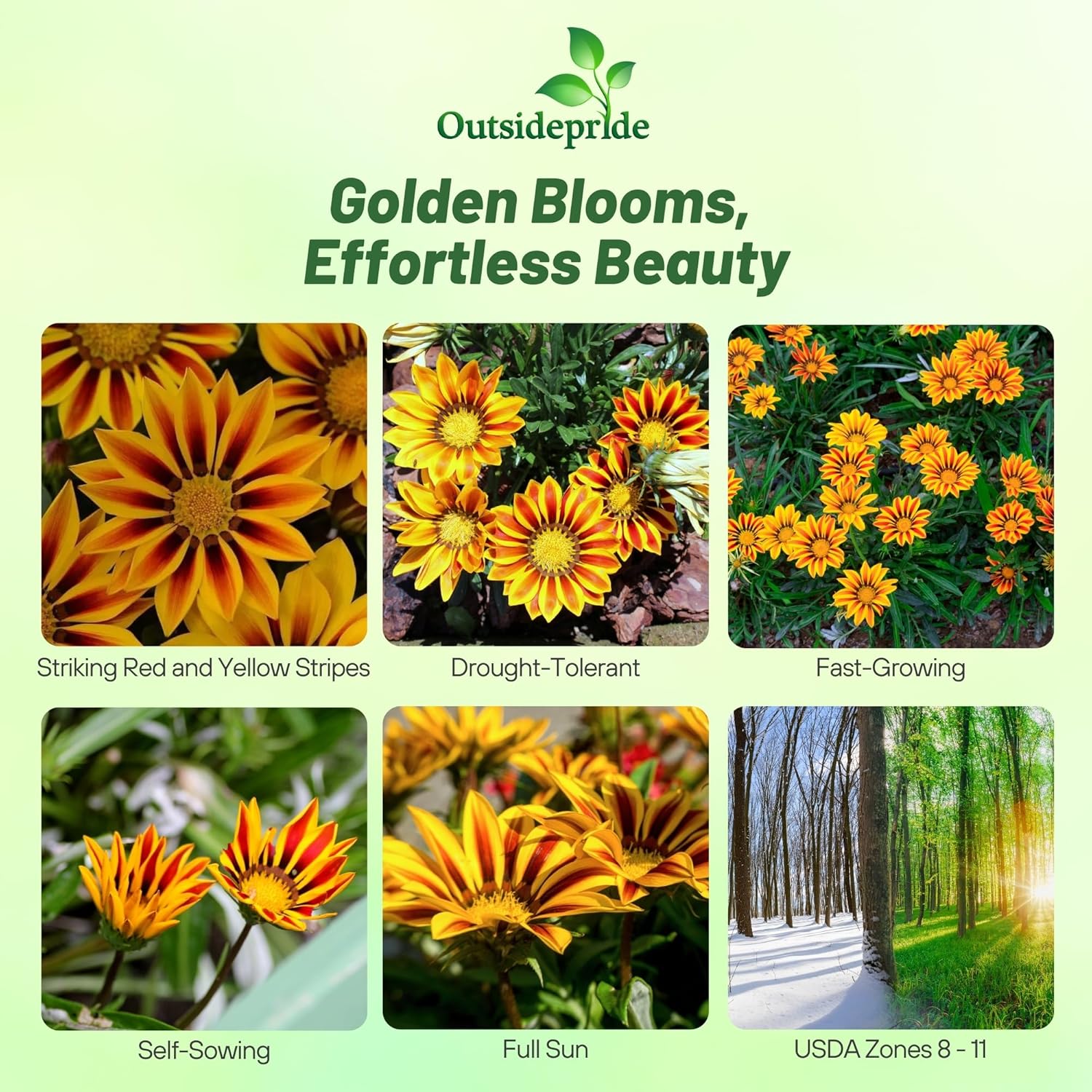 Drought Tolerant Gazania Red Striped