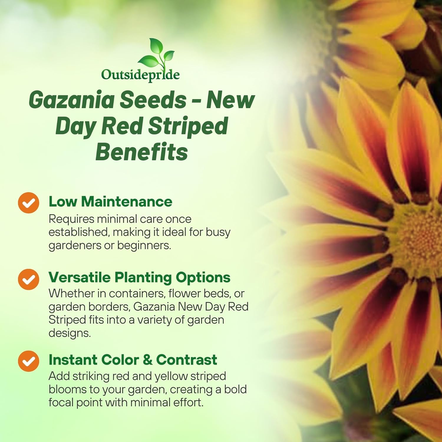 Gazania Red Striped Ground Cover