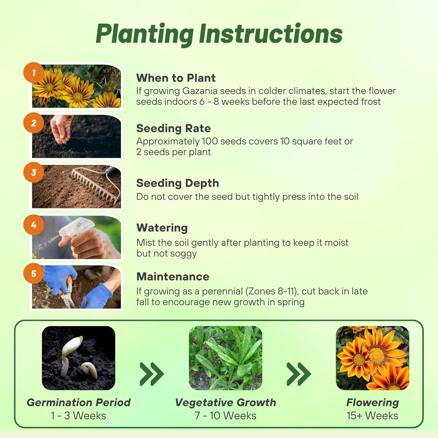 Gazania Red Striped Planting Directions