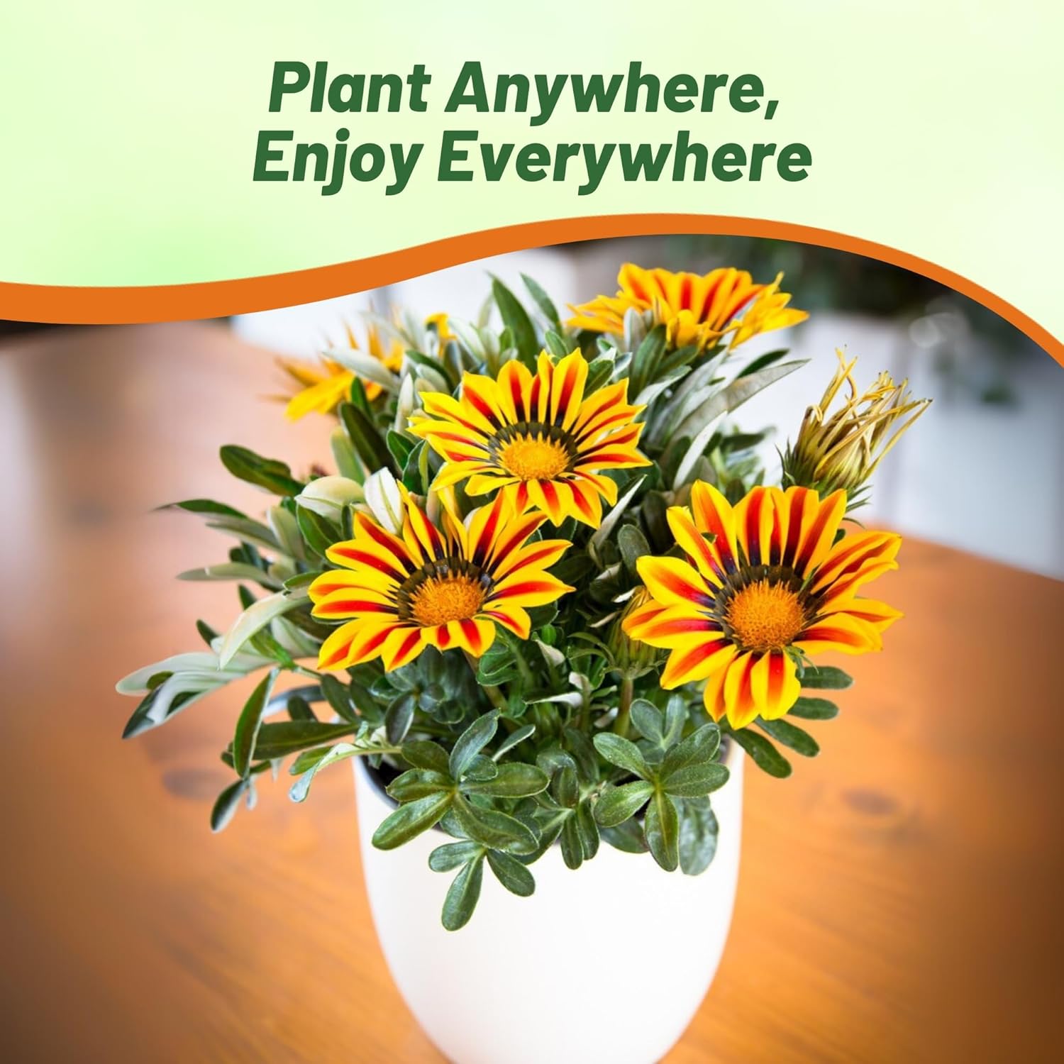 Gazania Red Striped Flower Seeds