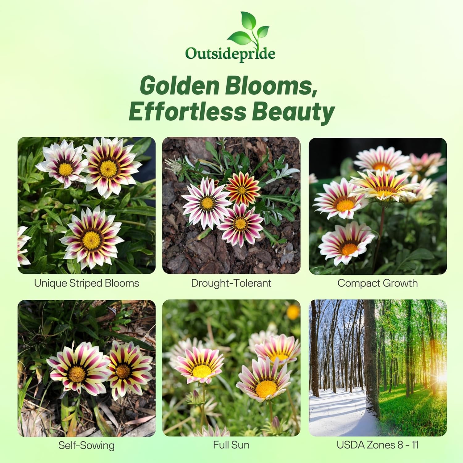 Drought Tolerant Gazania Rose Striped
