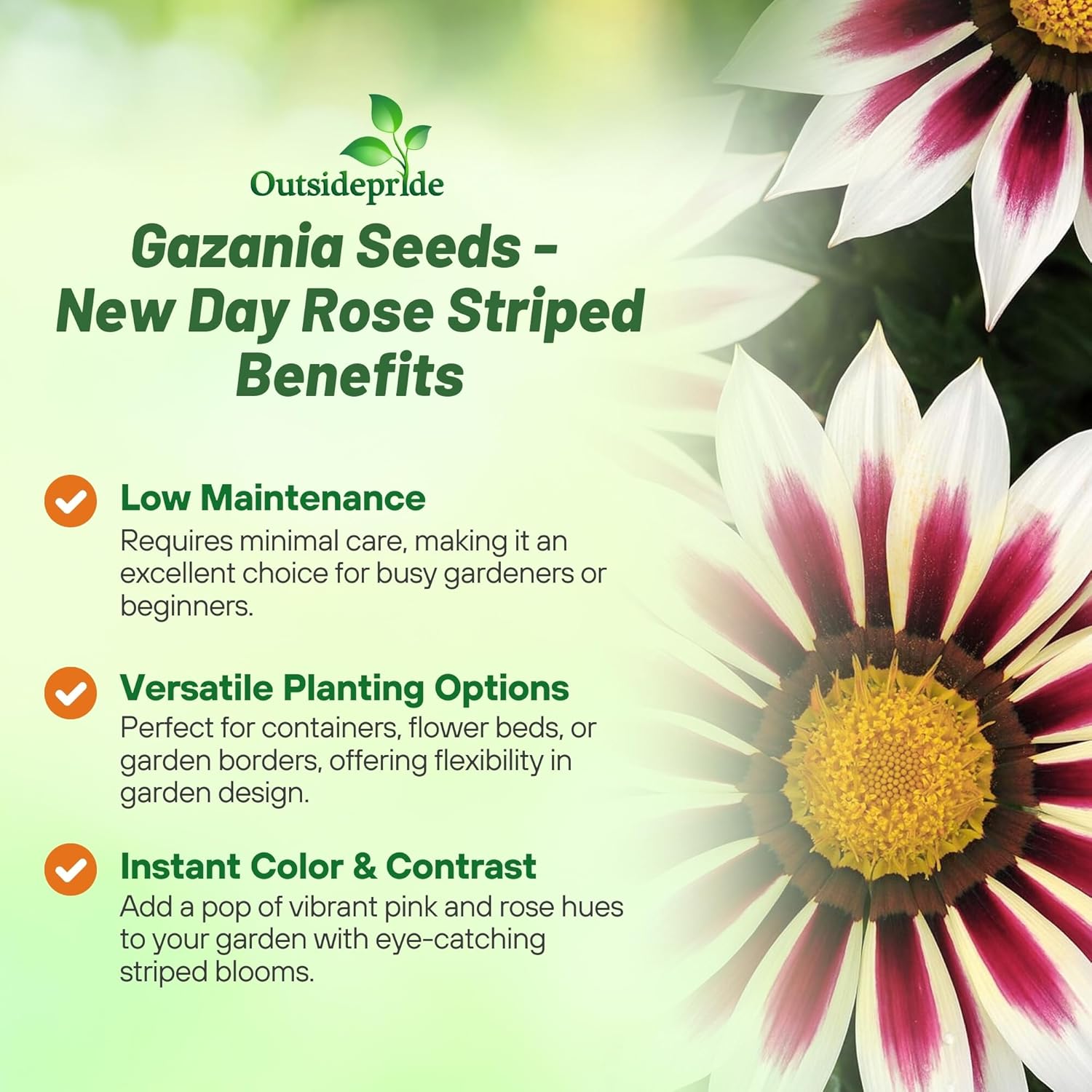 Gazania Rose Striped Ground Cover