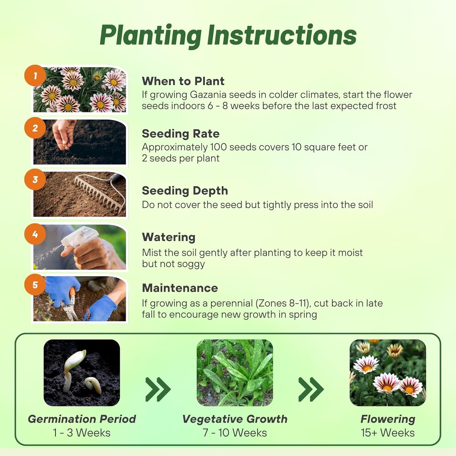 Gazania Rose Striped Planting Directions