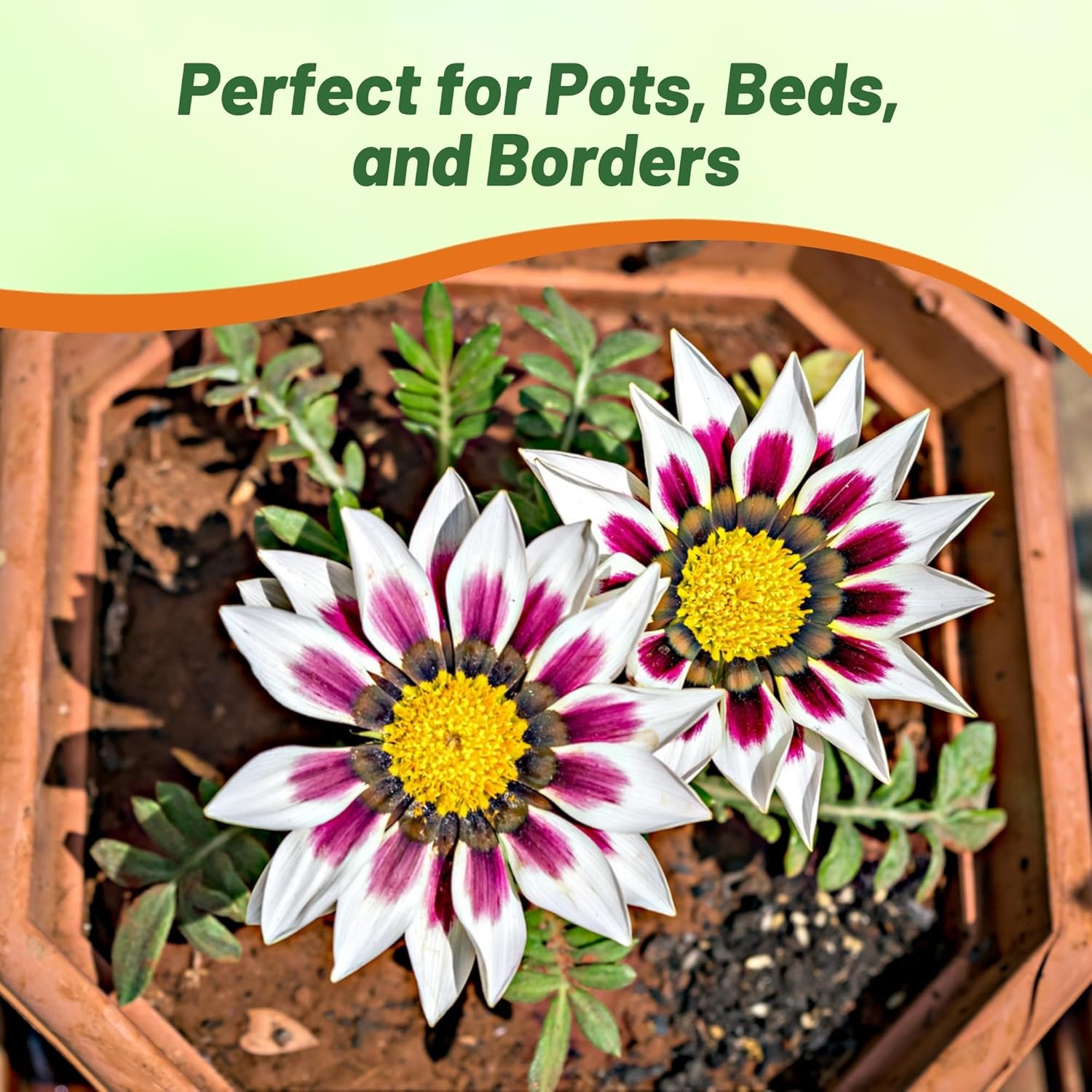 Gazania Rose Striped Flower Garden