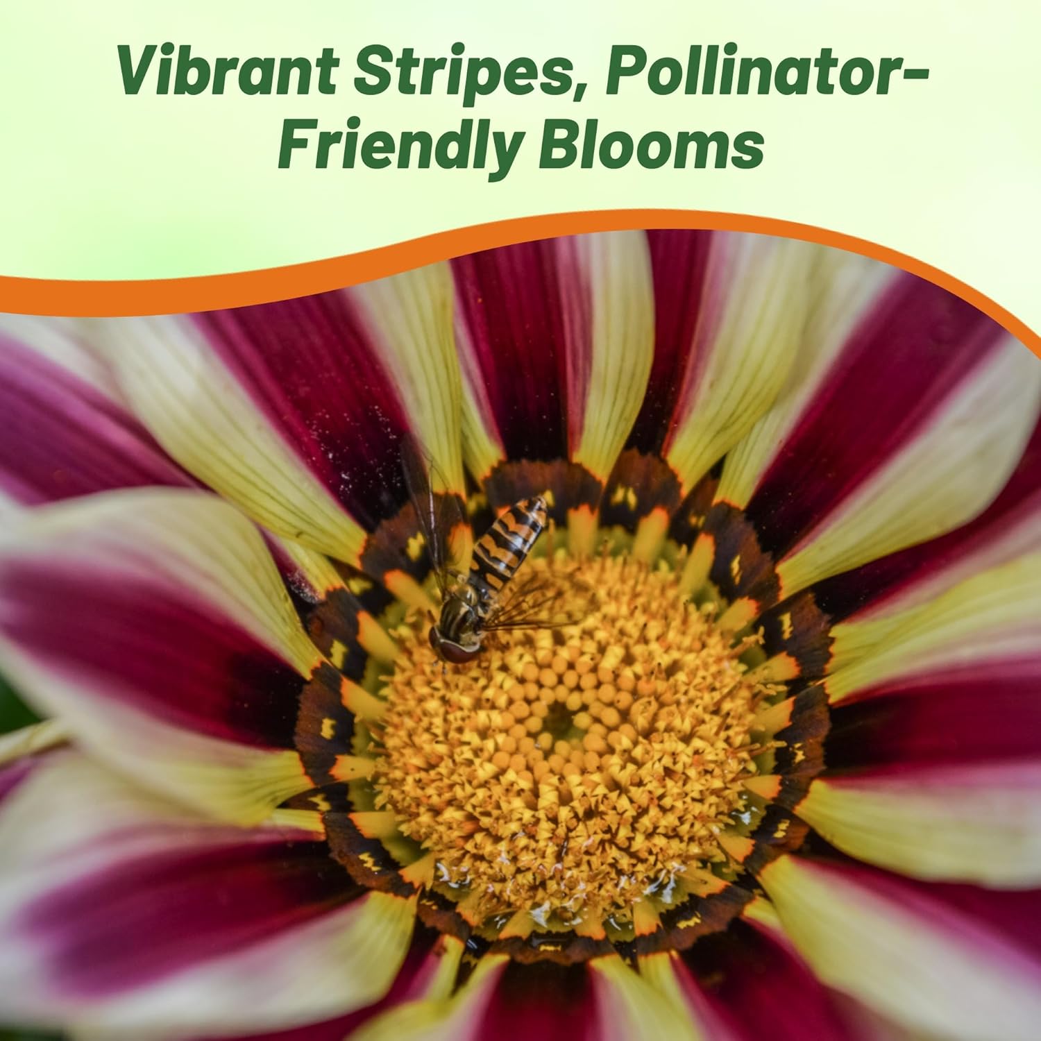 Gazania Rose Striped Flower Seeds