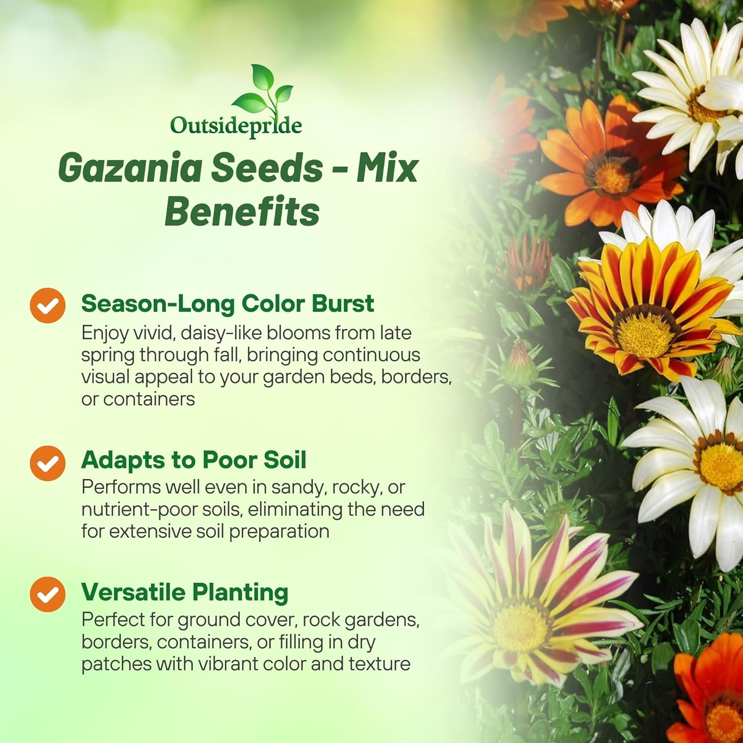 Drought Tolerant Gazania Splendens Groundcover