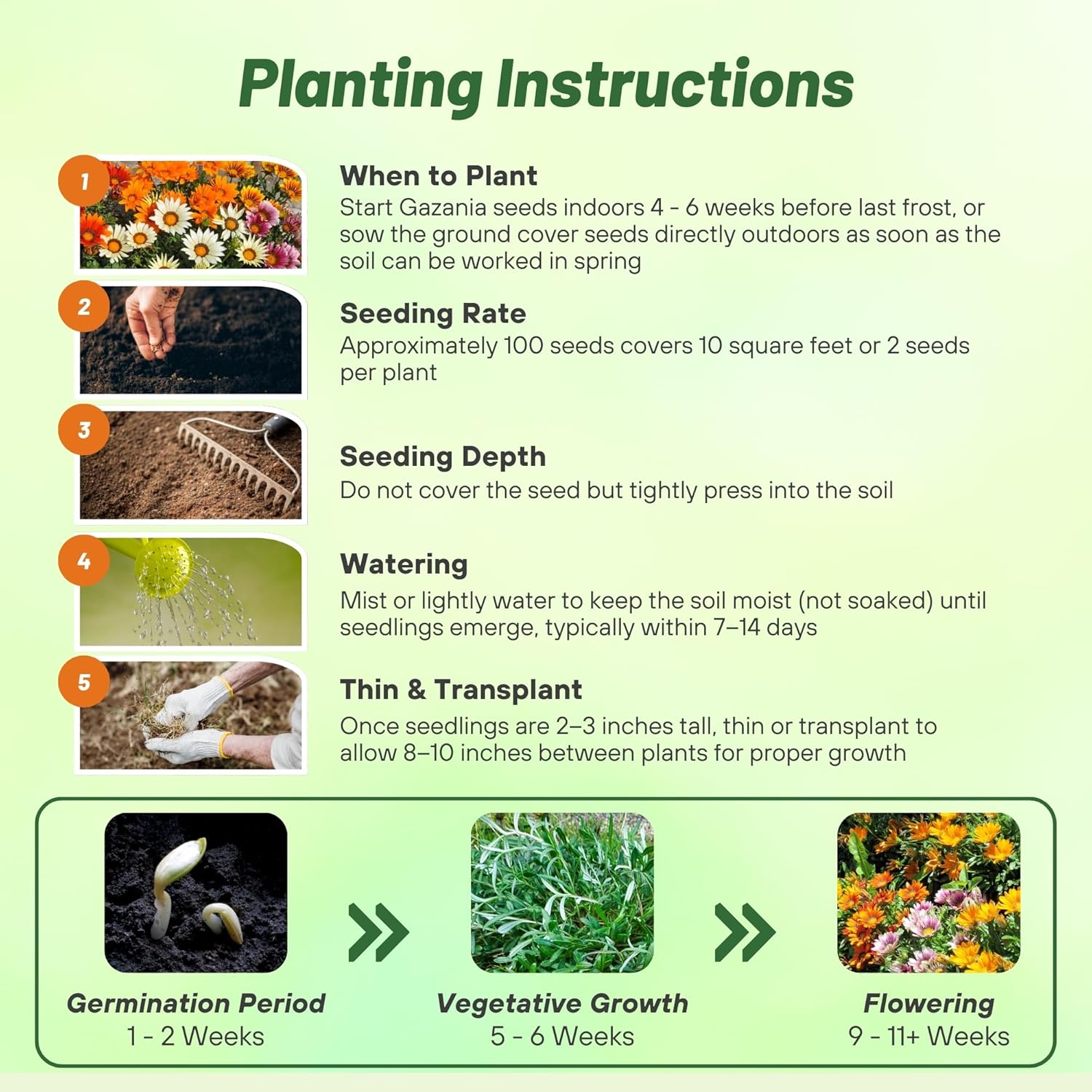 Gazania Splendends Flower Seed Planting Directions