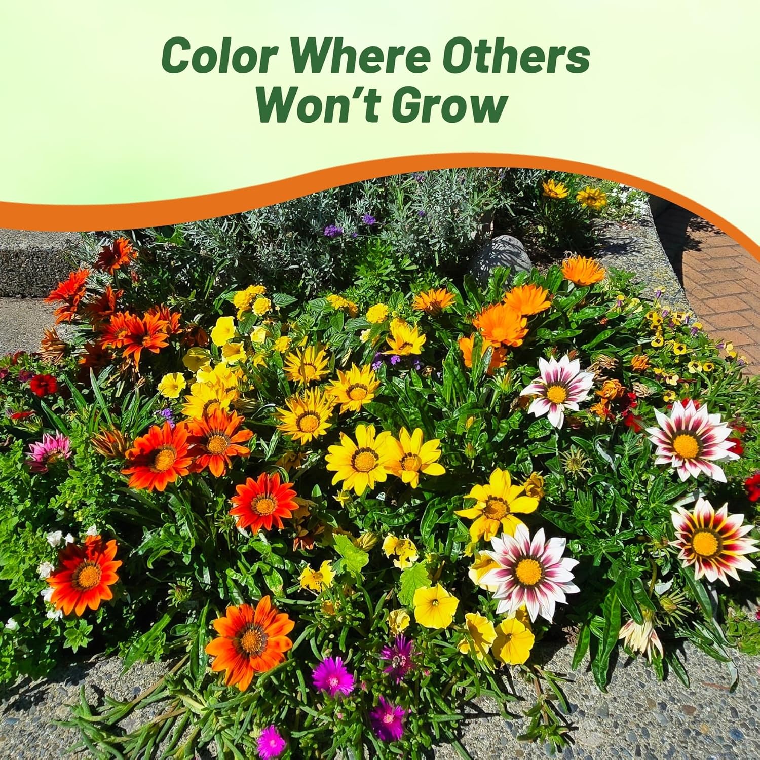 Heat Tolerant Gazania Splendens Mix