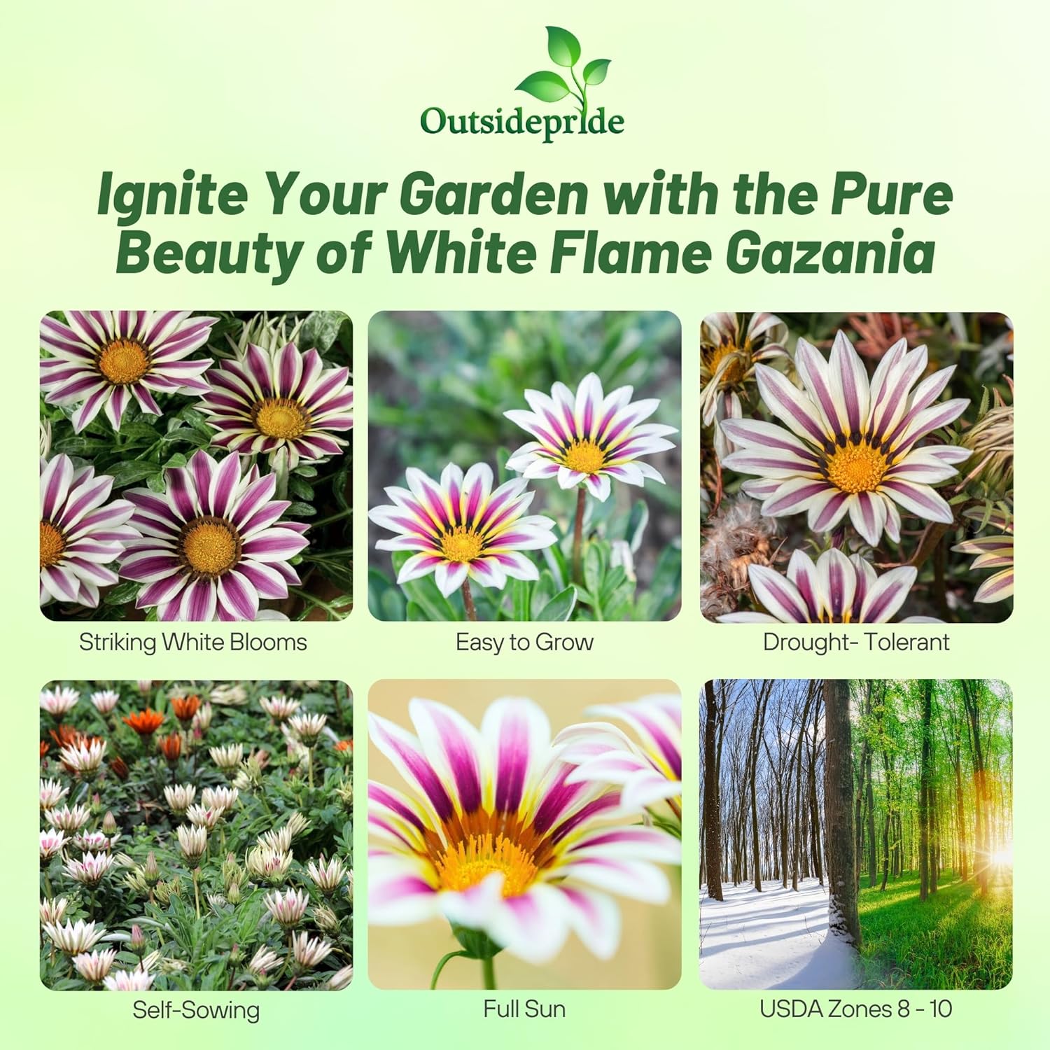 Gazania White Flame Ground Cover