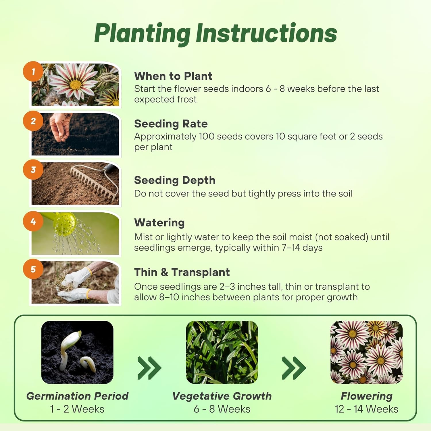 Gazania Big Kiss White Flame Planting Directions