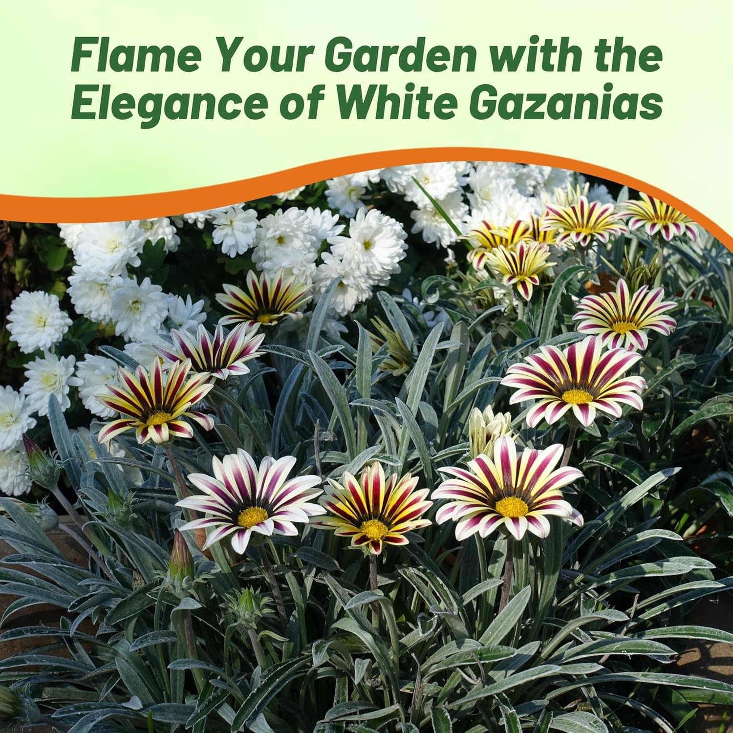 Drought Tolerant Gazania Big Kiss White Flame