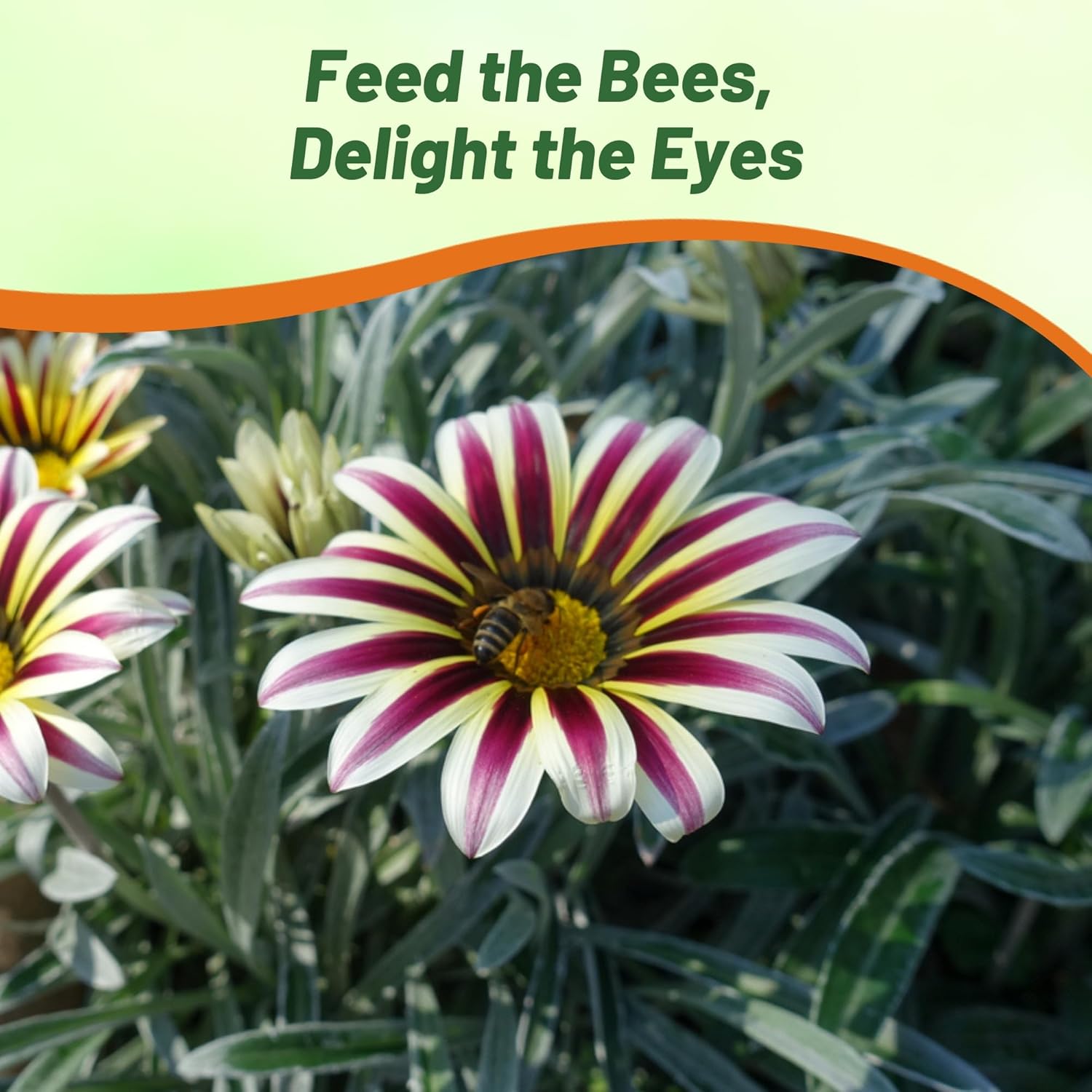 Heat Tolerant Gazania Big Kiss White Flame