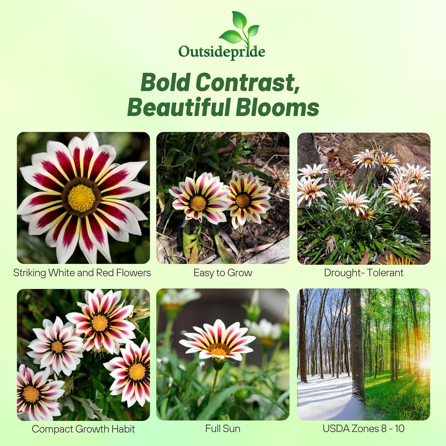 Gazania White Frosty Flame Ground Cover