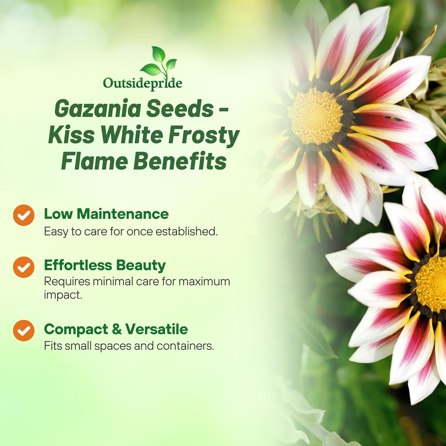 Gazania Kiss White Frosty Flame Flower Garden