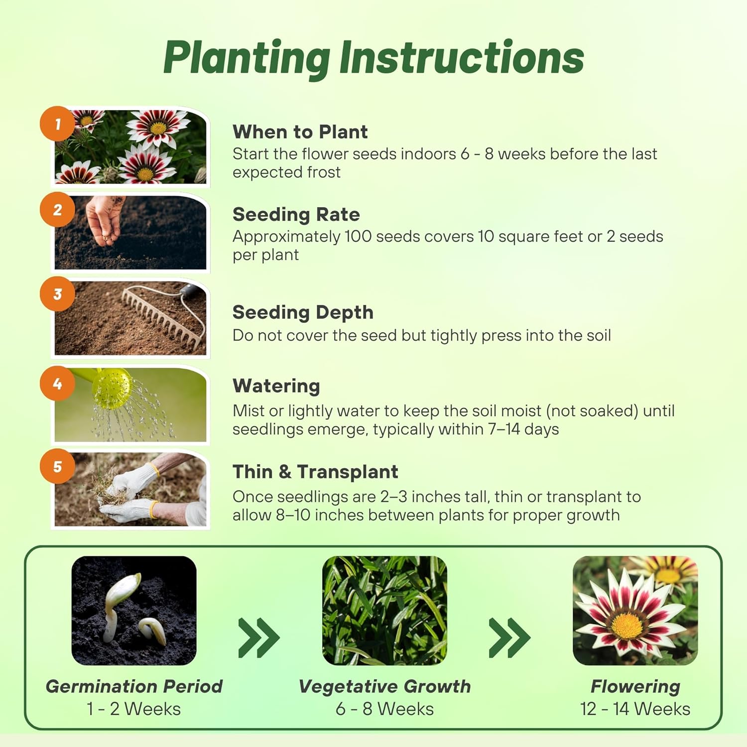 Gazania Kiss White Frosty Flame Planting Directions