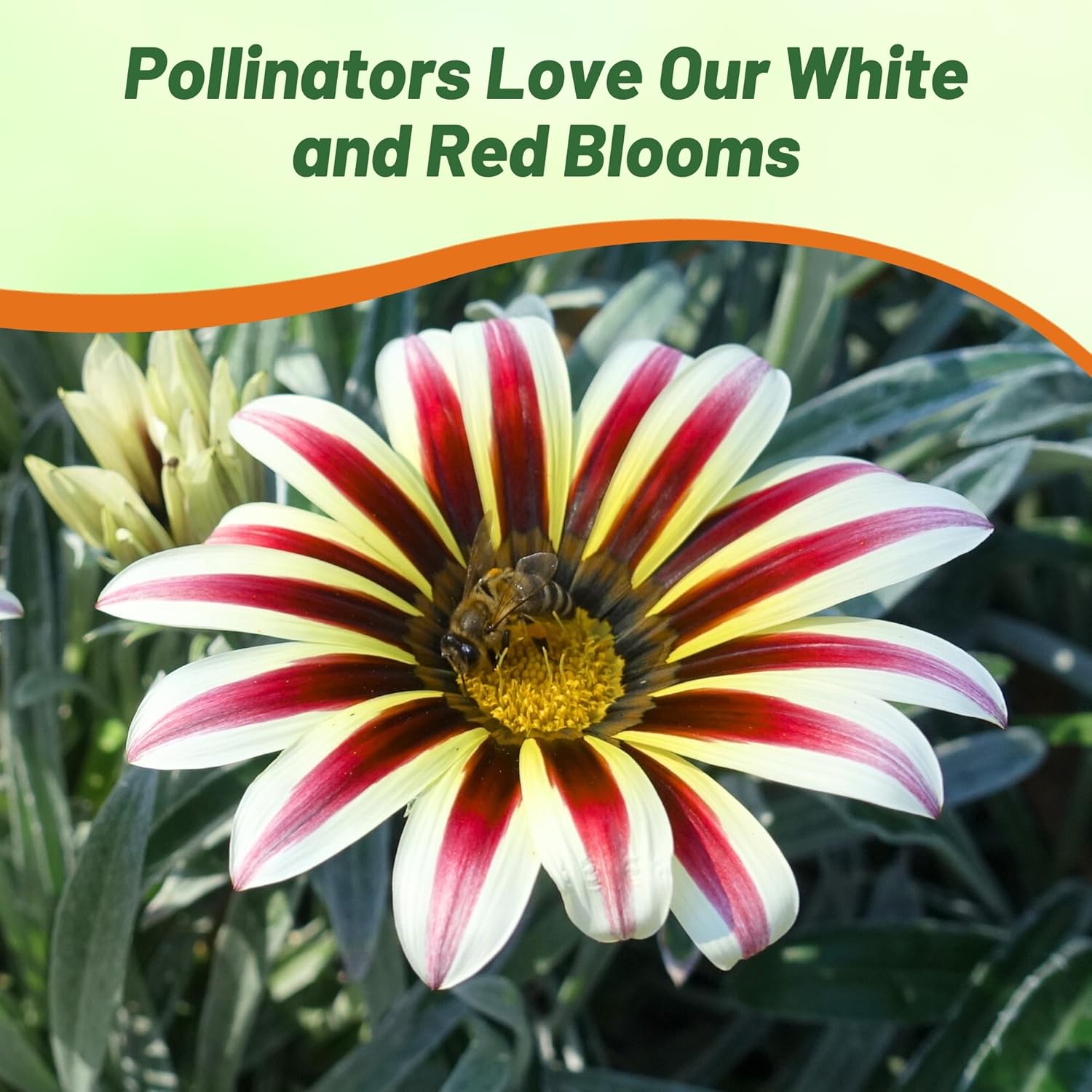 Gazania Kiss White Frosty Flame Pollinator