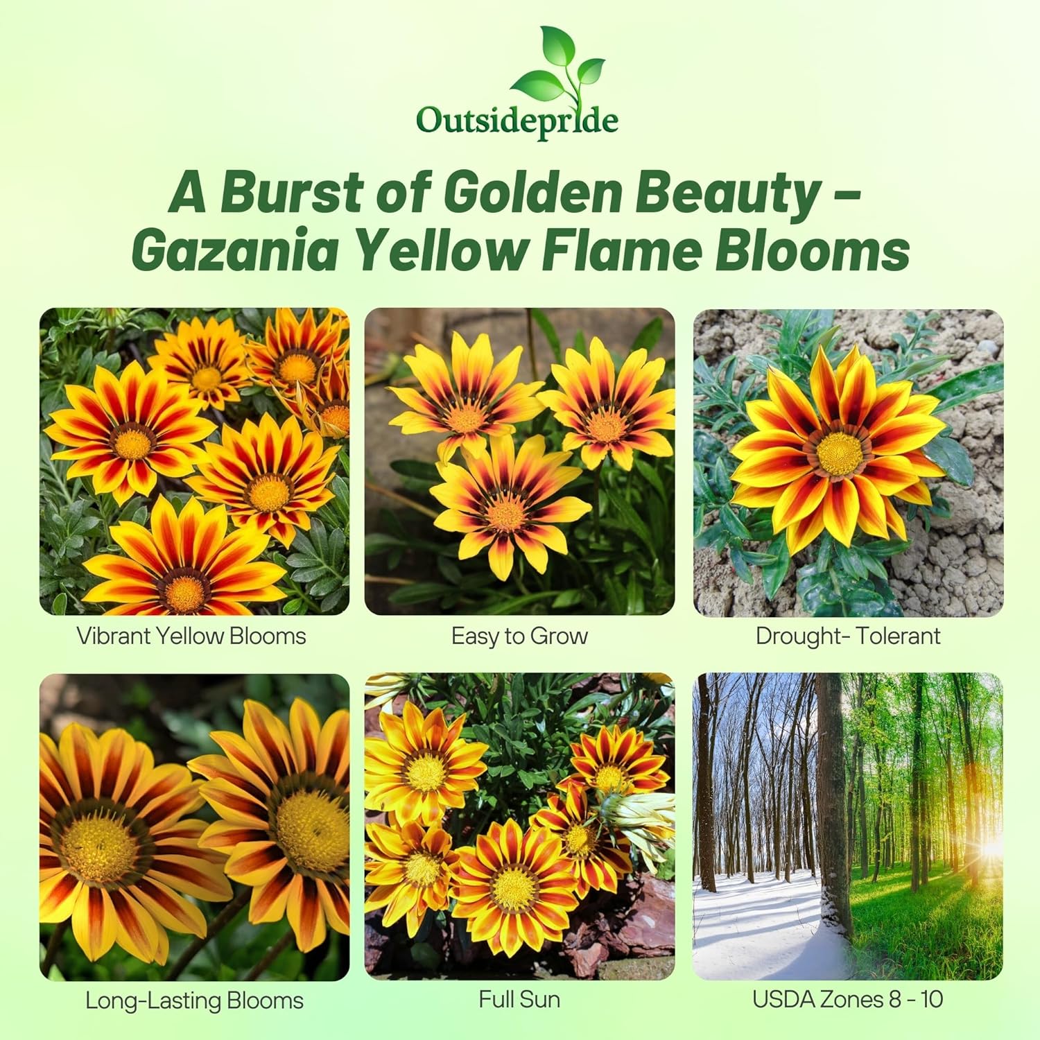 Gazania Yellow Flame Garden Flower