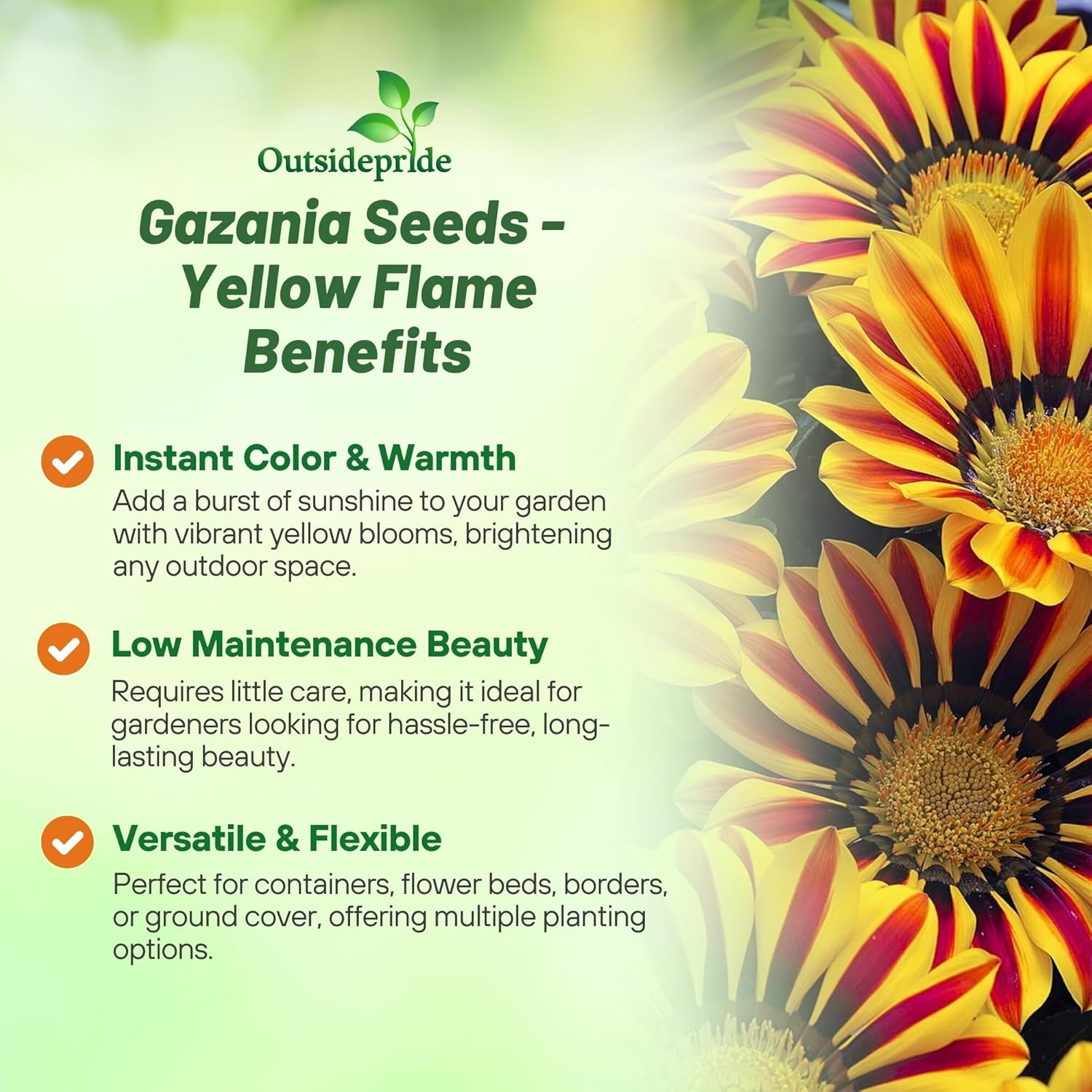 Gazania Yellow Flame Groun Cover