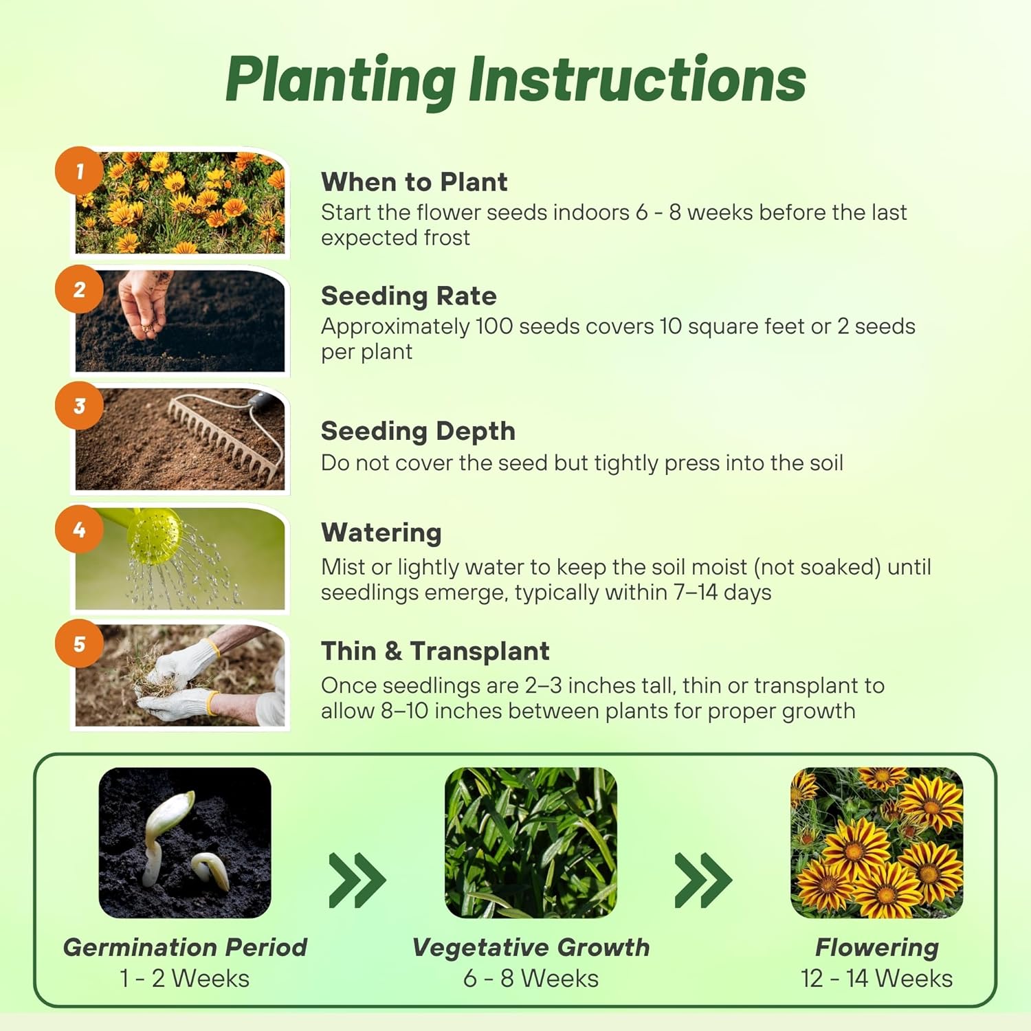 Gazania Big Kiss Yellow Flame Planting Directions