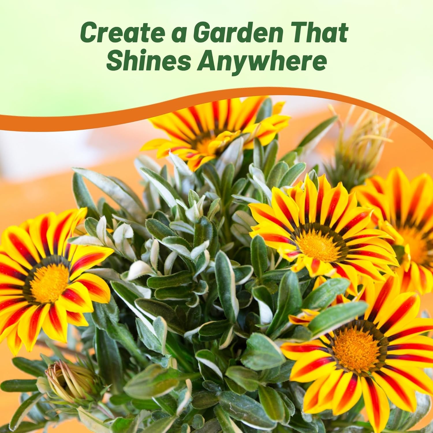 Drought Tolerant Gazania Big Kiss Yellow Flame