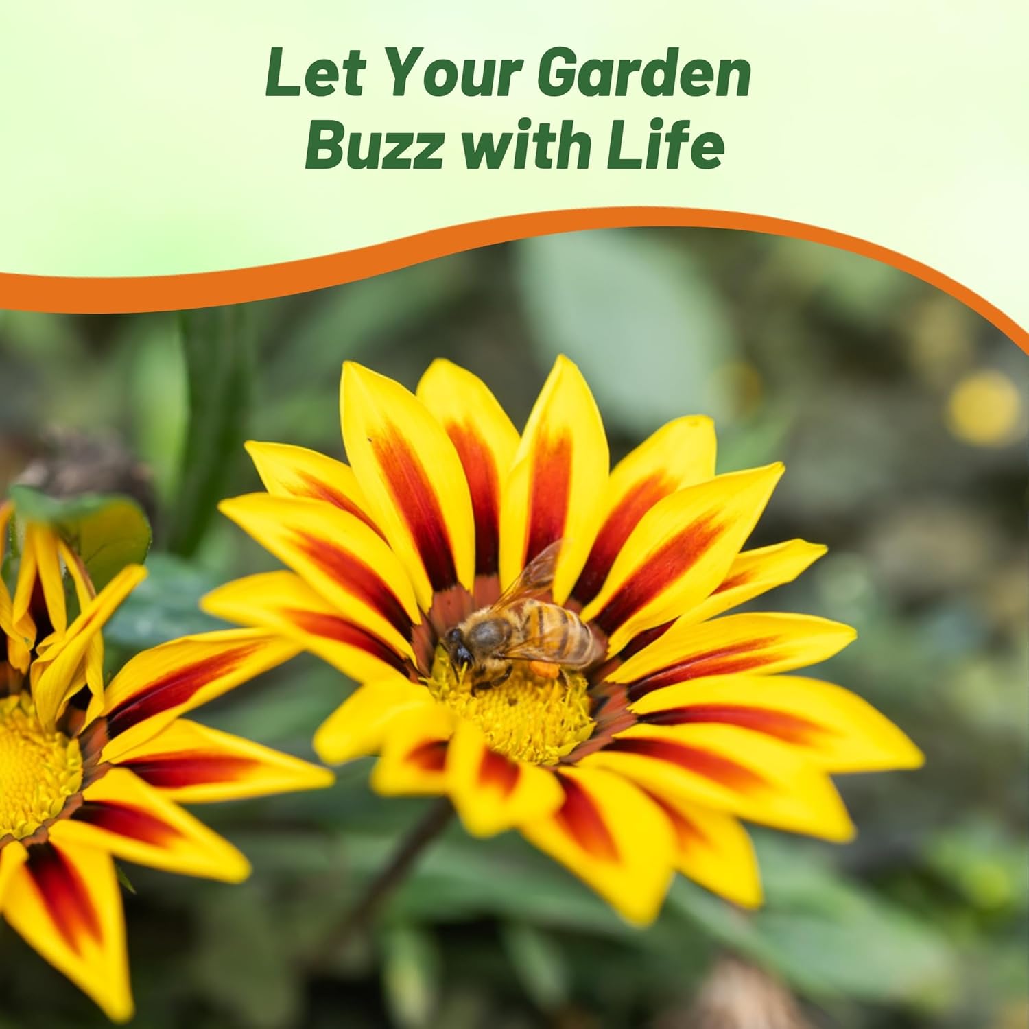 Heat Tolerant Gazania Big Kiss Yellow Flame