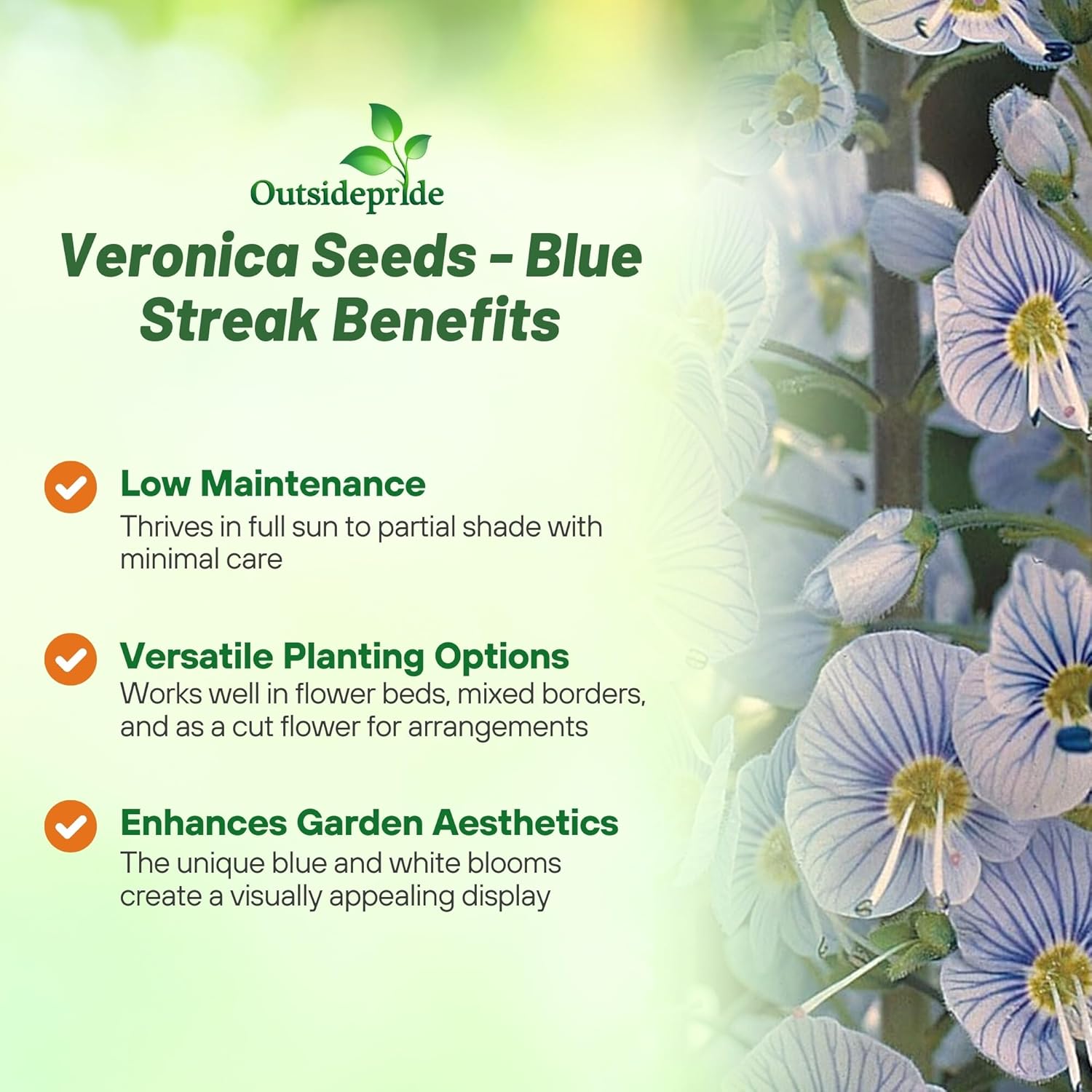 Gentian Speedwell Blue Streak