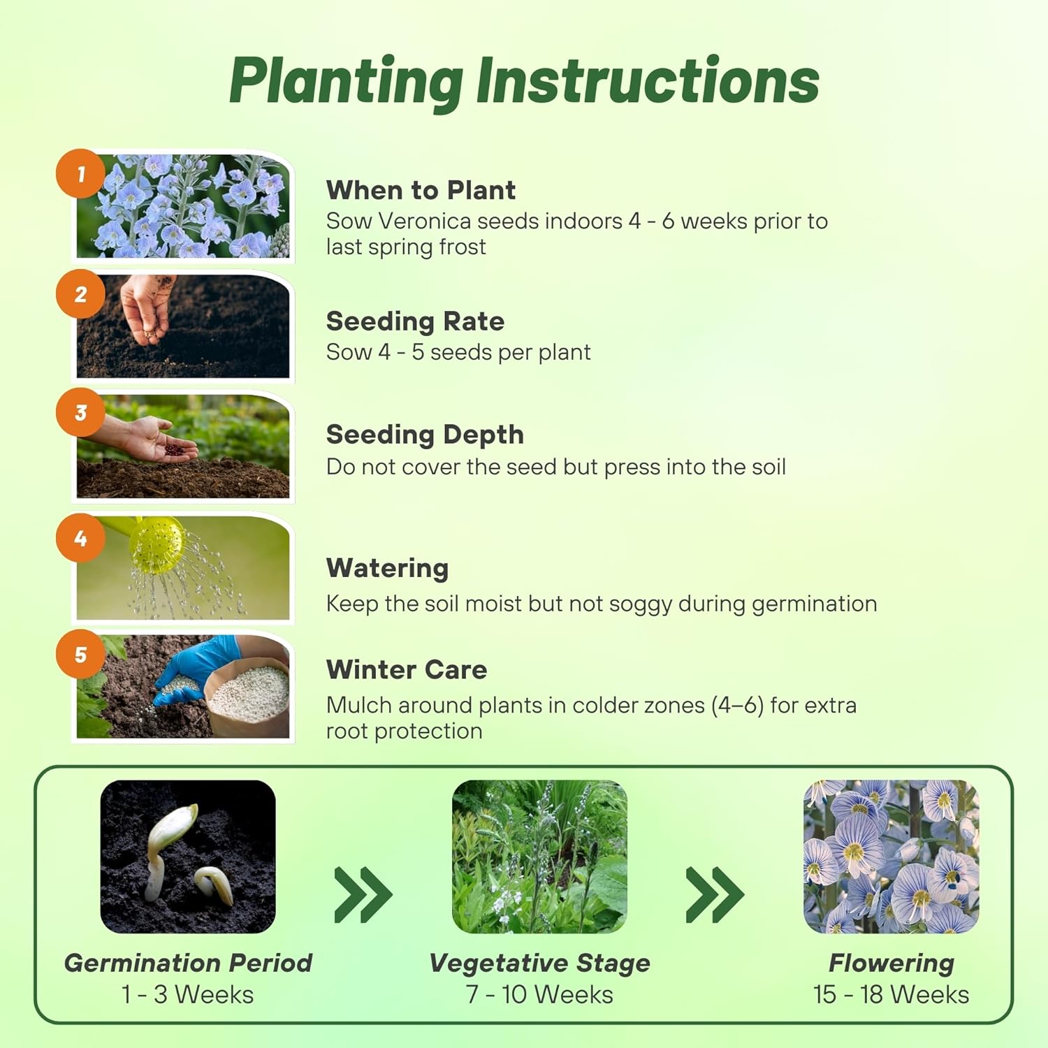 Veronica Blue Streak Planting Directions