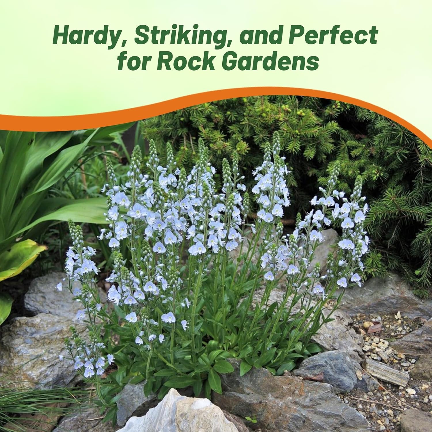 Veronica Blue Streak Seeds