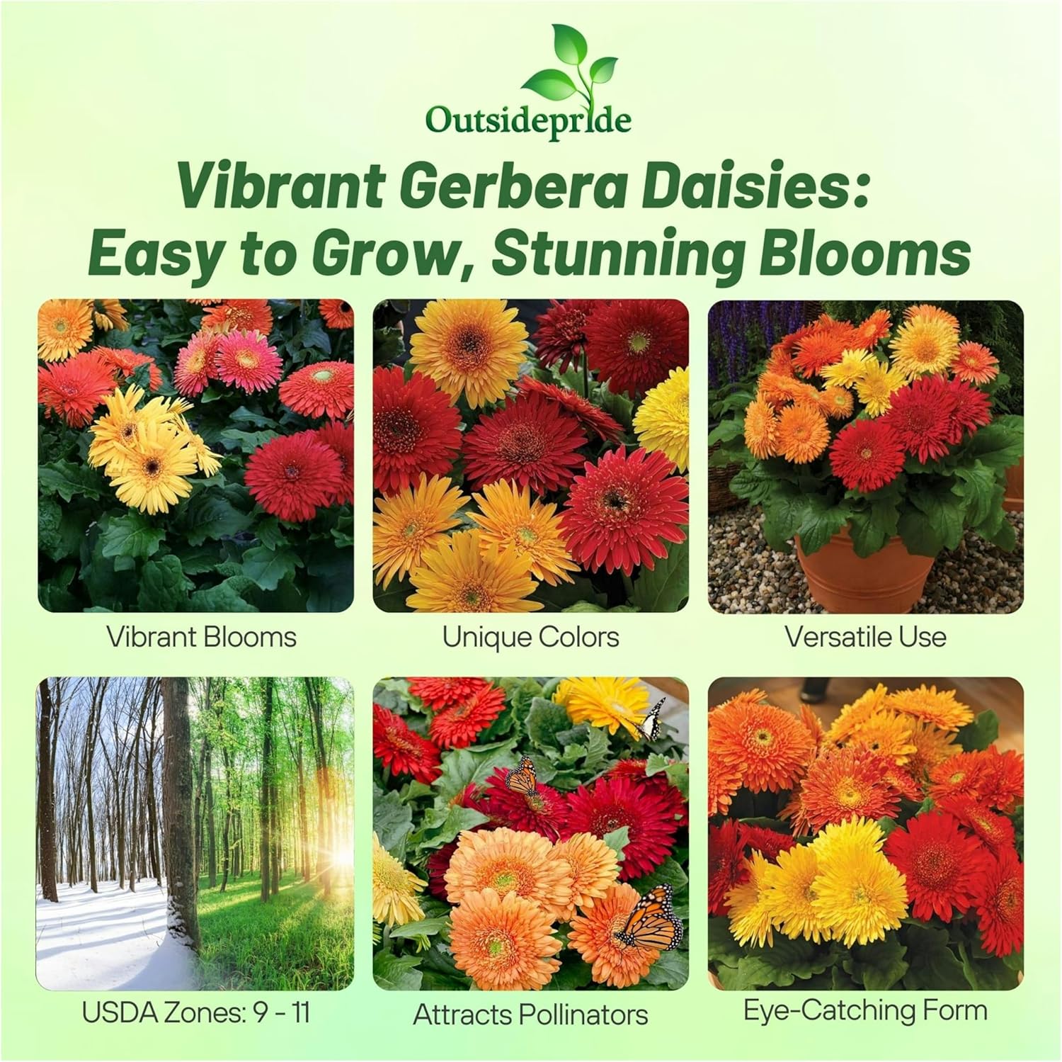 Gerbera Autumn Colors Flower Seed Mixture