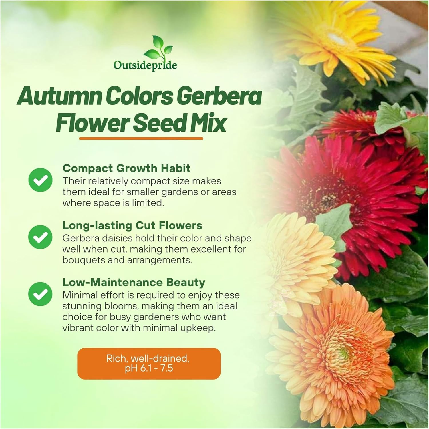 Gerbera Cartwheel Autumn Colors Seed