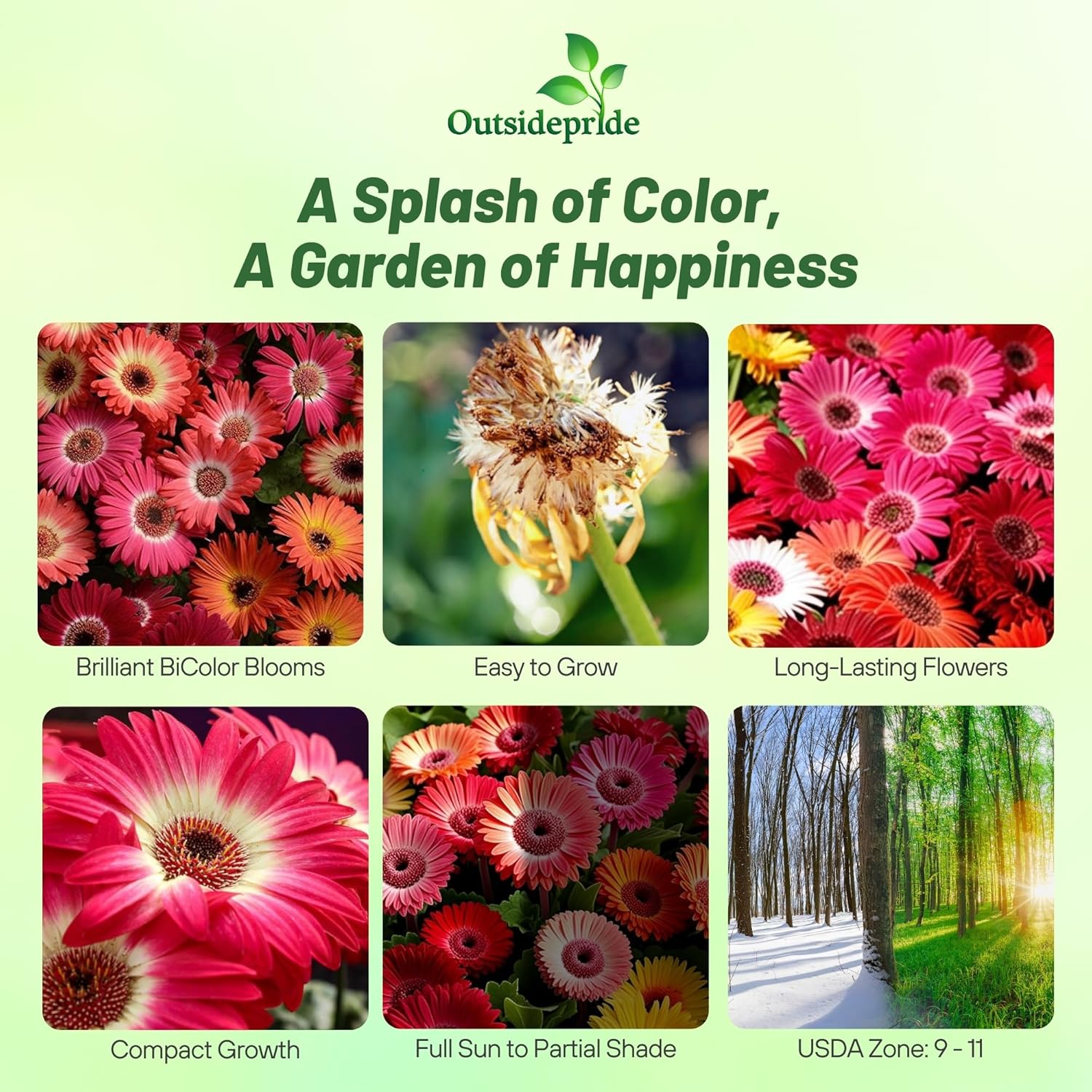 Gerbera Revolution Bicolor Seed Mixture