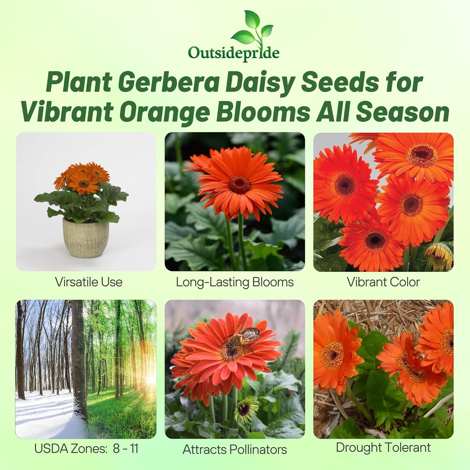 Gerbera Orange Flower Seeds