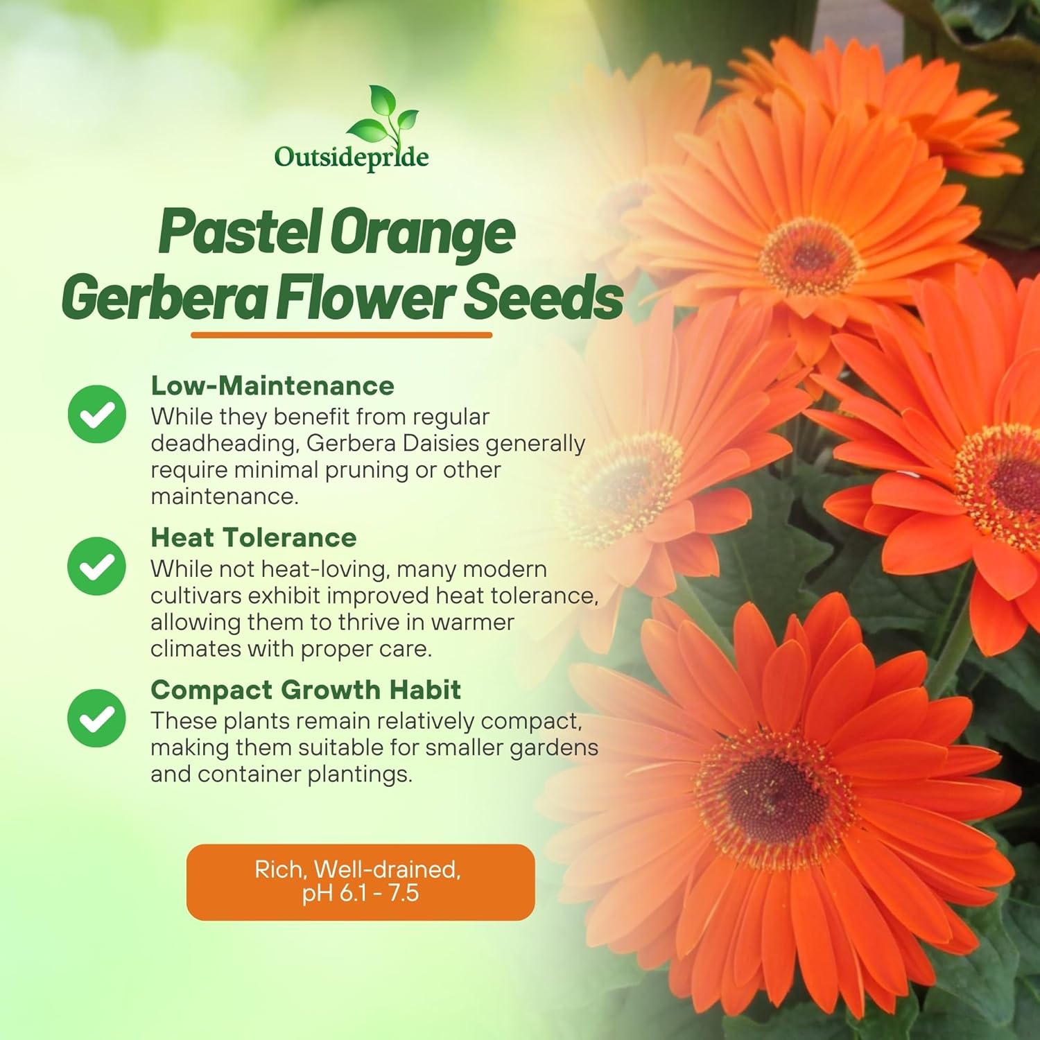 Gerbera Orange Flowers