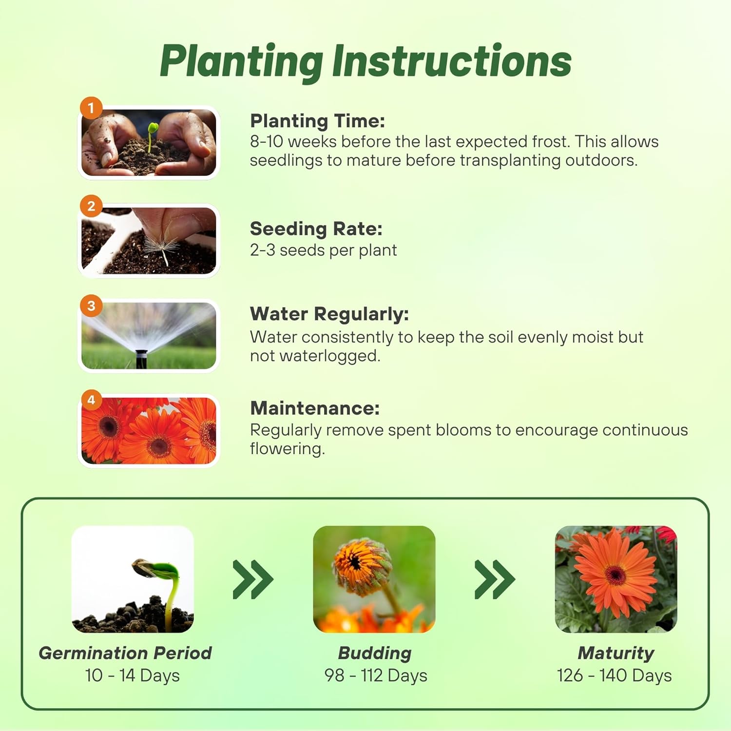 Gerbera Pastel Orange Planting Directions