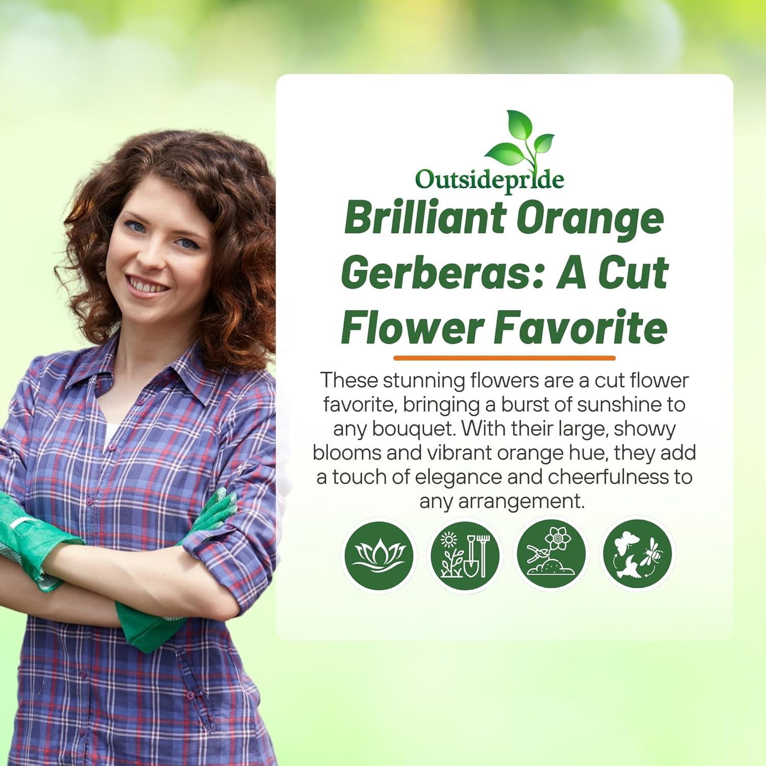 Gerbera Pastel Orange Flowers